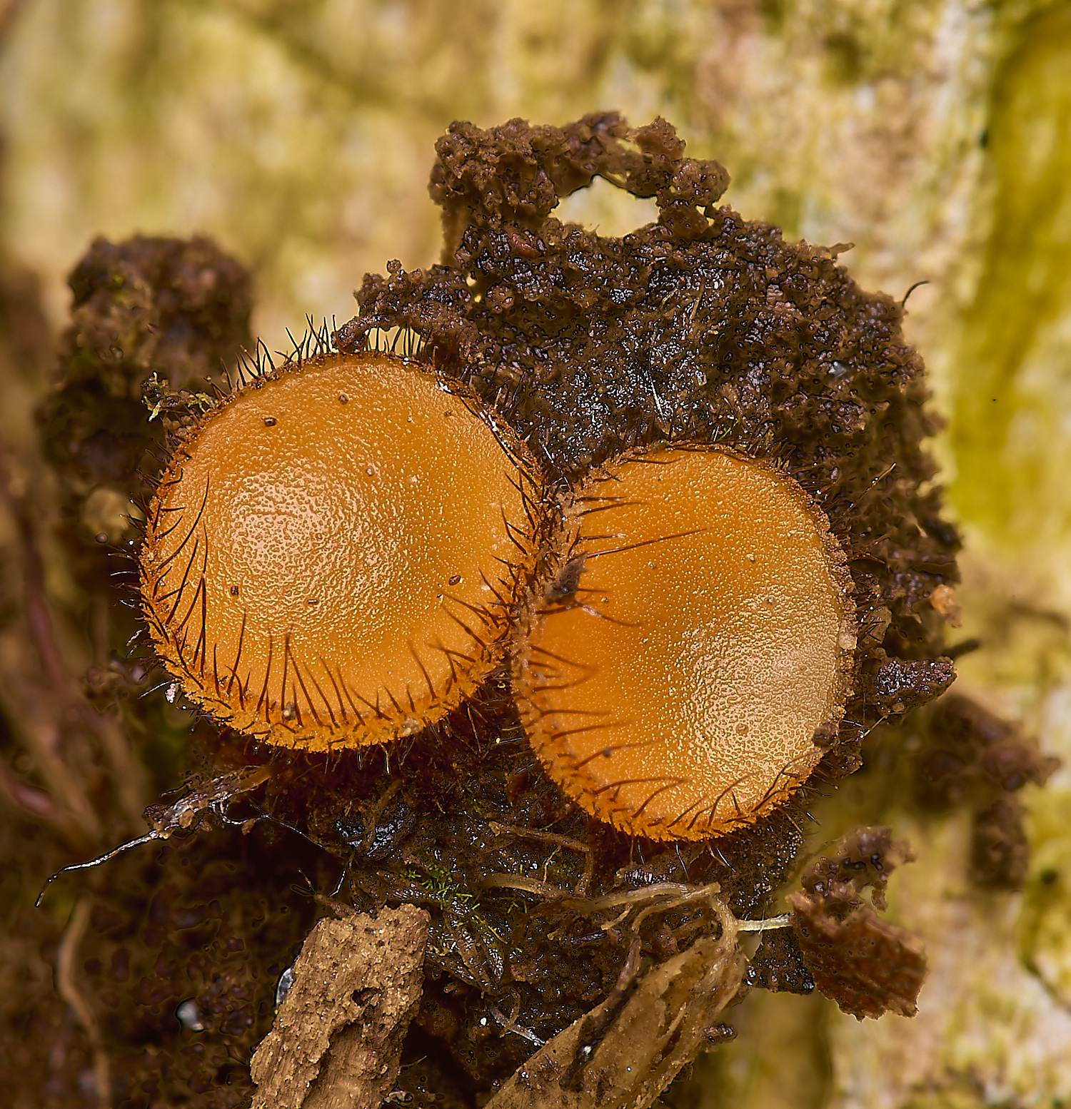 DickleburghMoorEyelashFungus180524-1