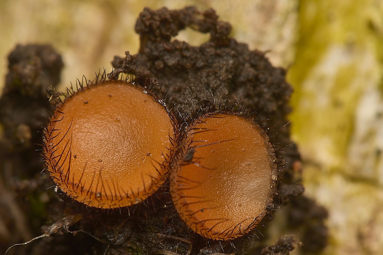 DickleburghMoorEyelashFungus180524-2