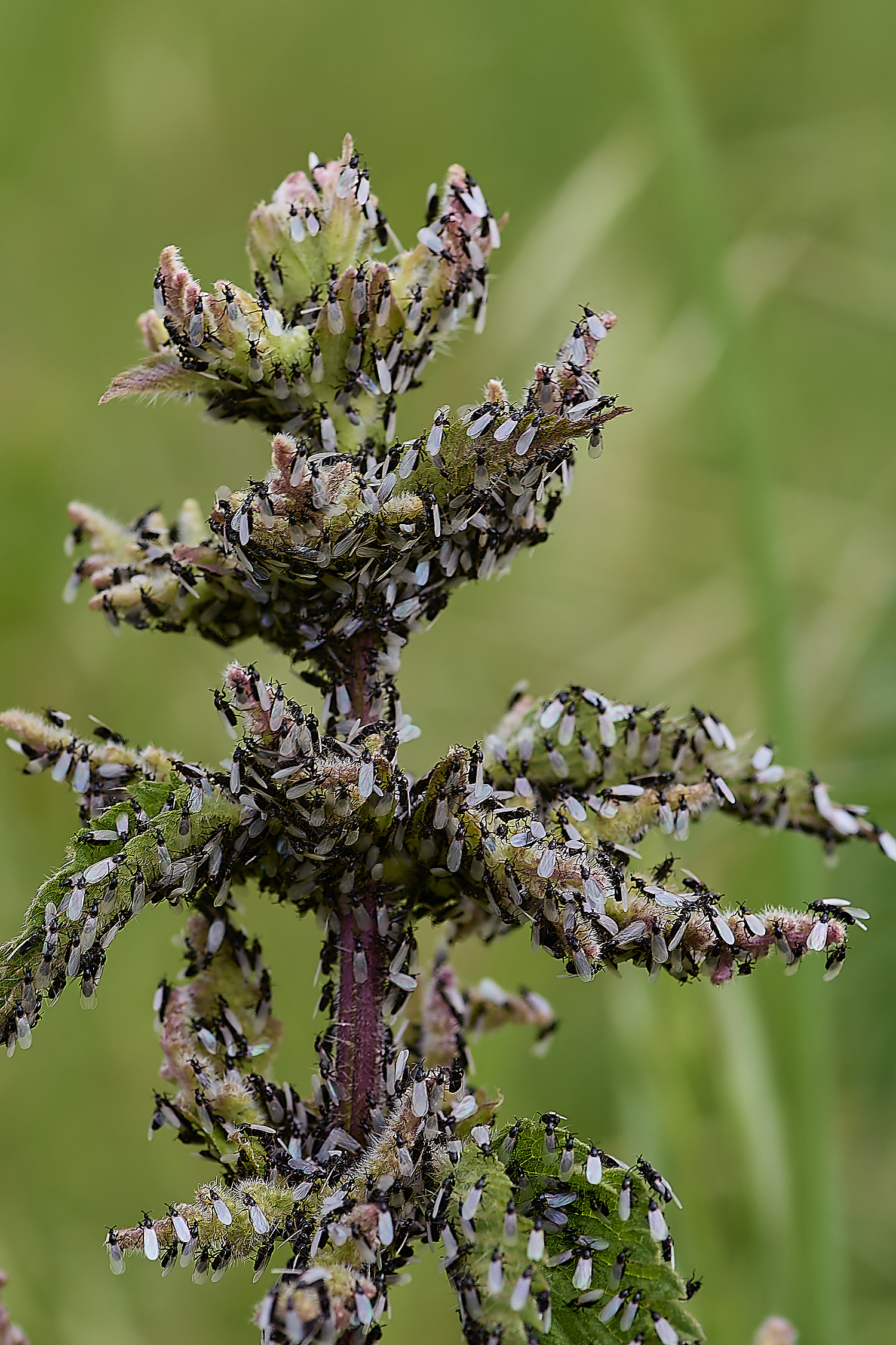 DickleburghMoorFly180524-2