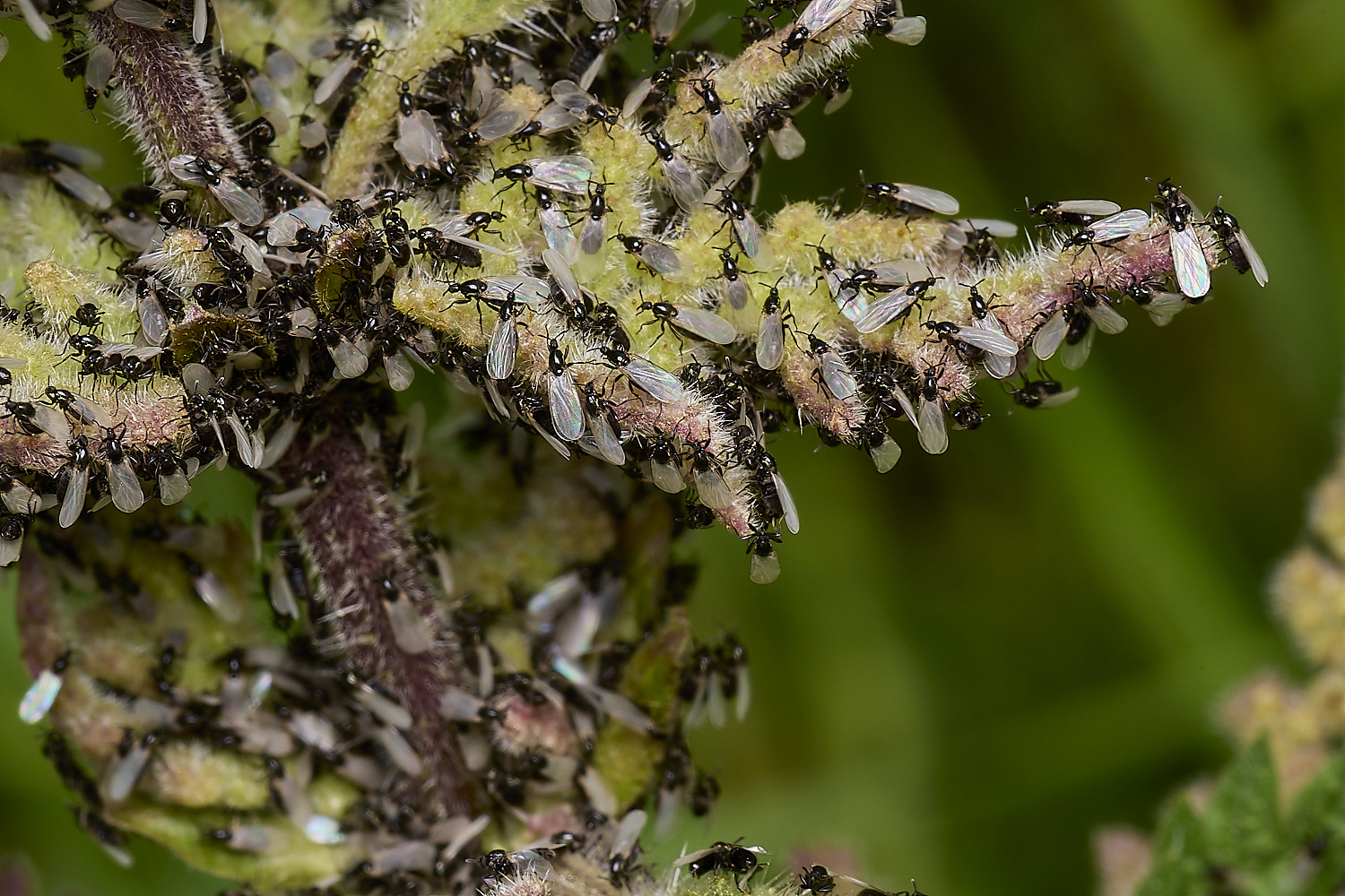 DickleburghMoorFly180524-5