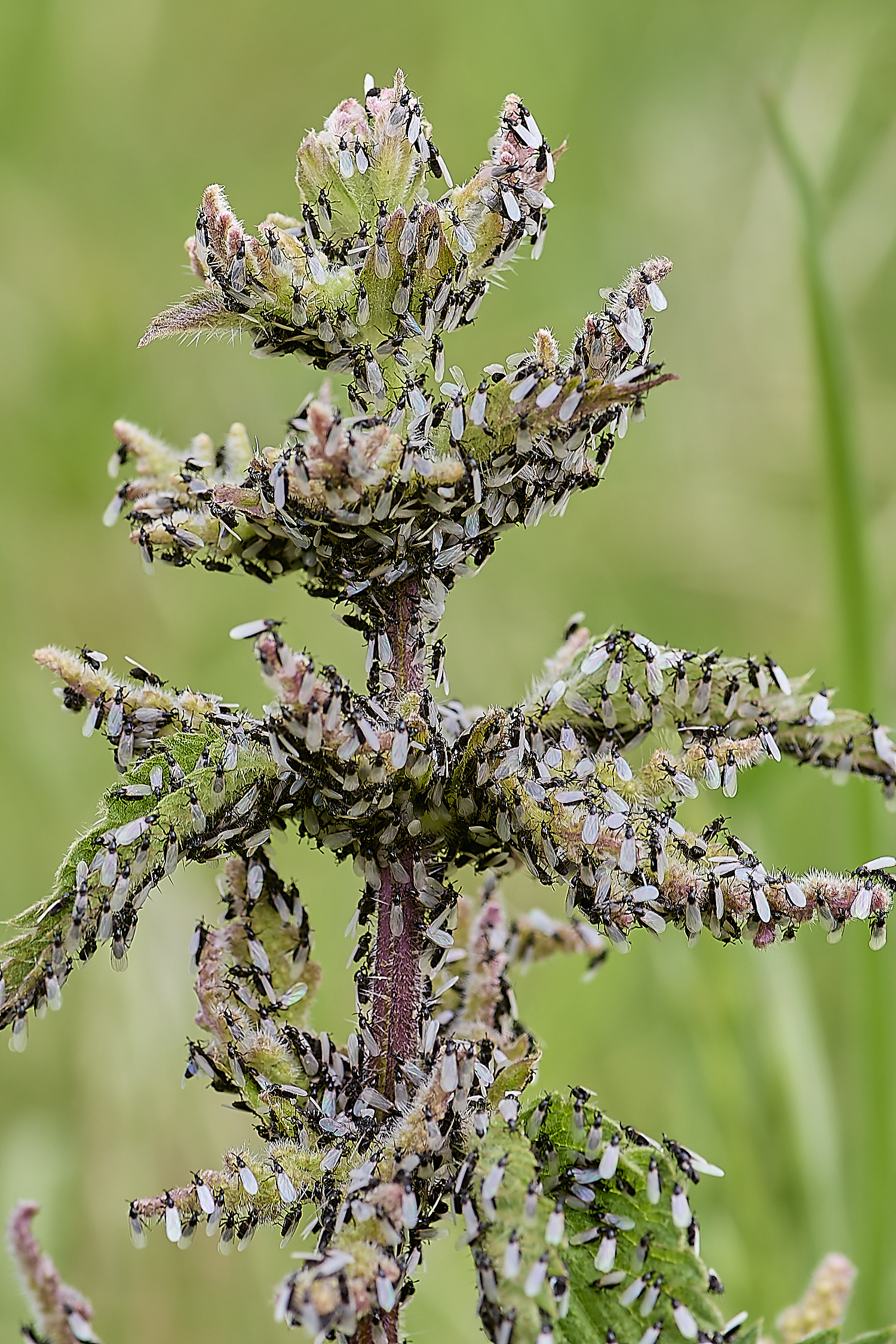 DickleburghMoorFly180524-6