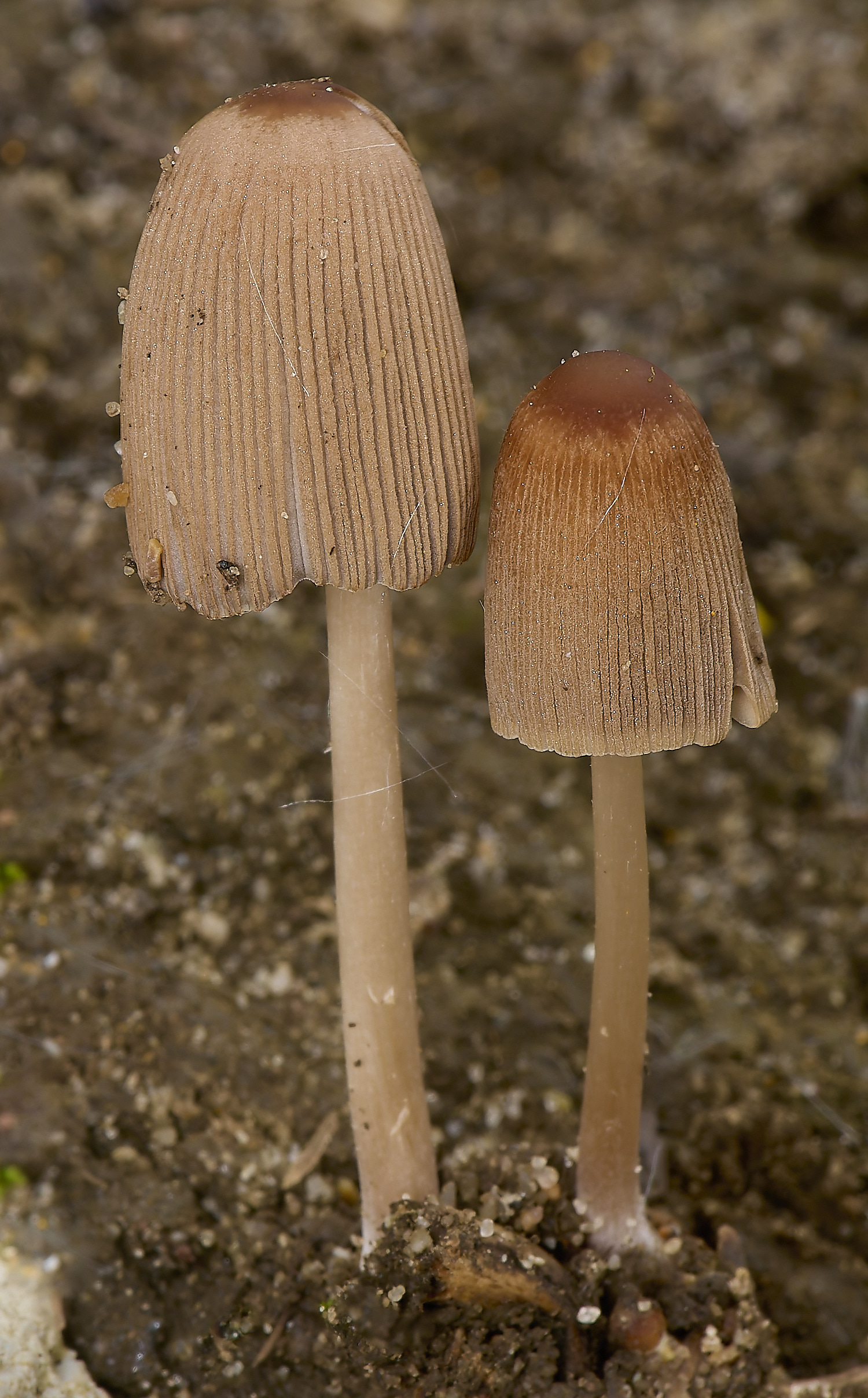 DickleburghMoorFungus1180524-1