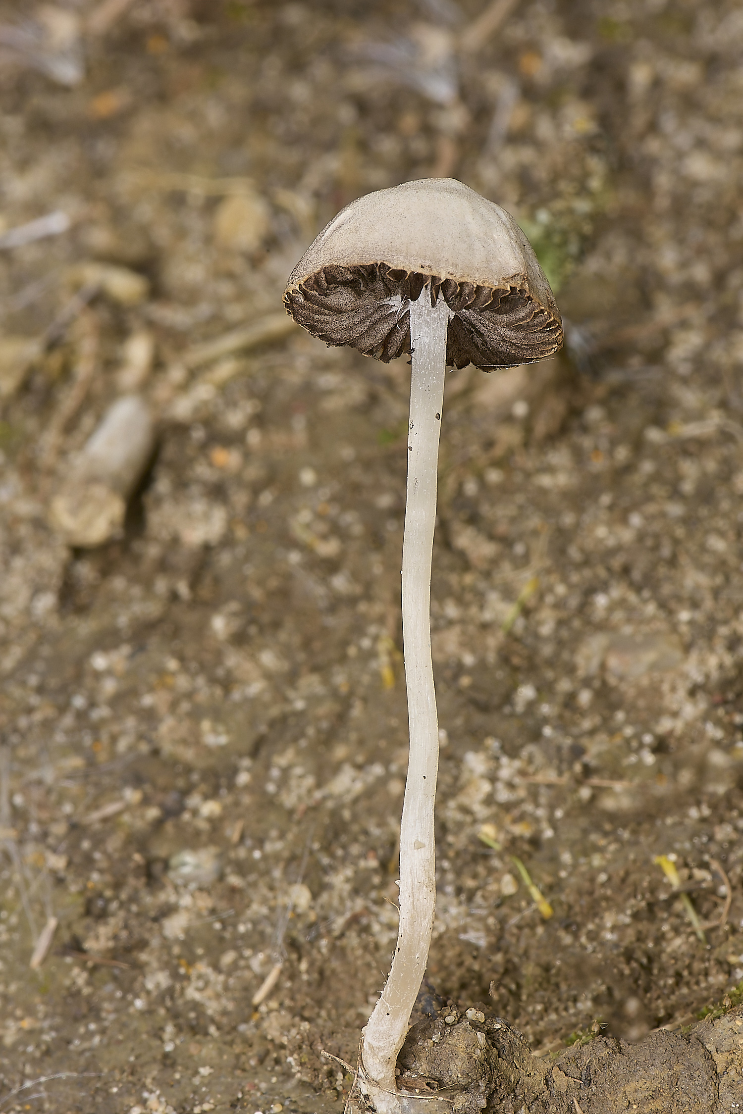 DickleburghMoorFungus2180524-1