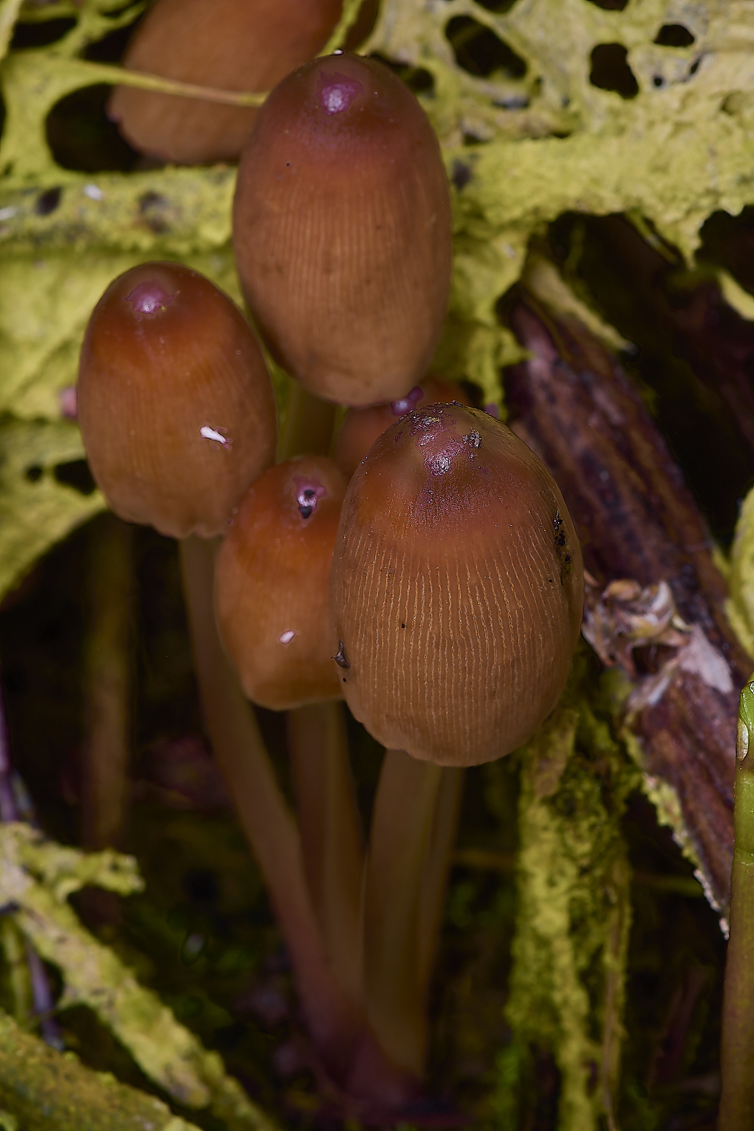 DickleburghMoorFungus3180524-1