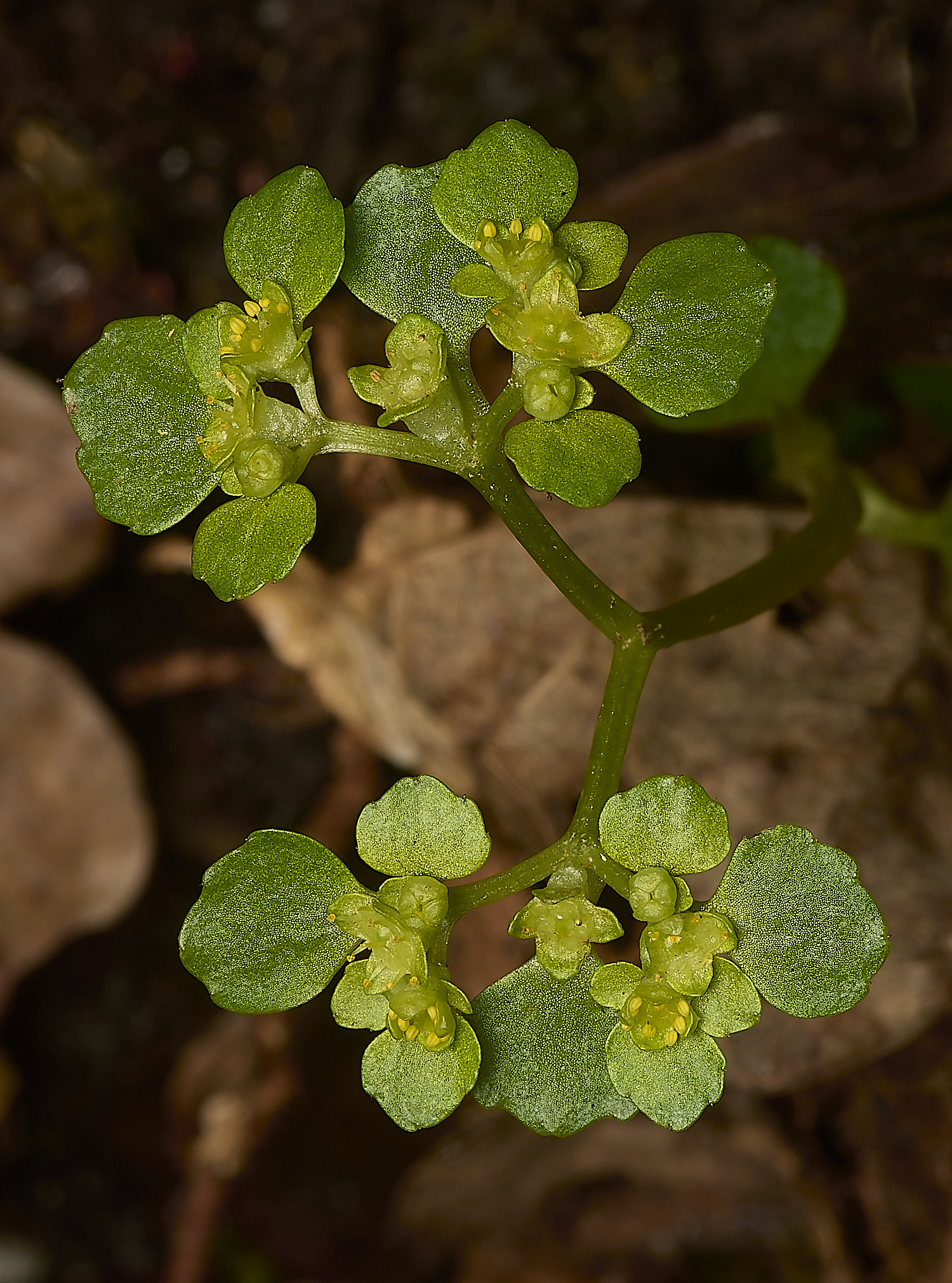 DillingonCoppositifolium240324-1