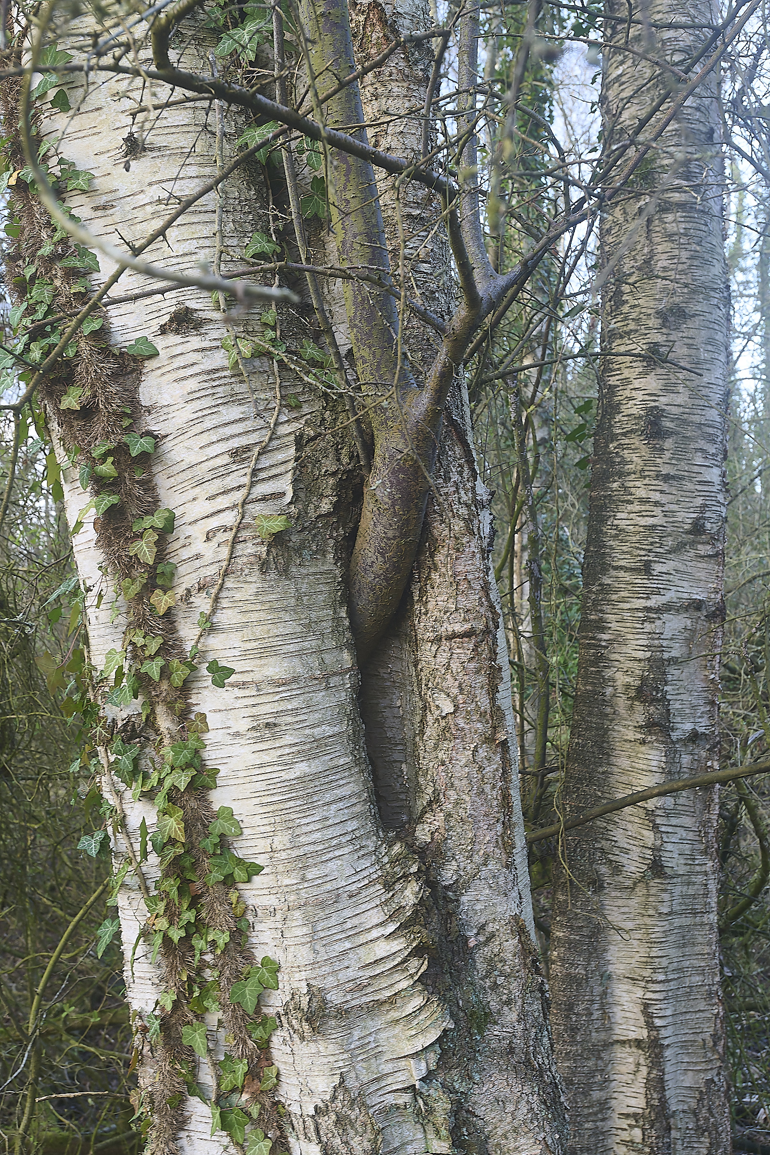 DillingtonBirch240324-1