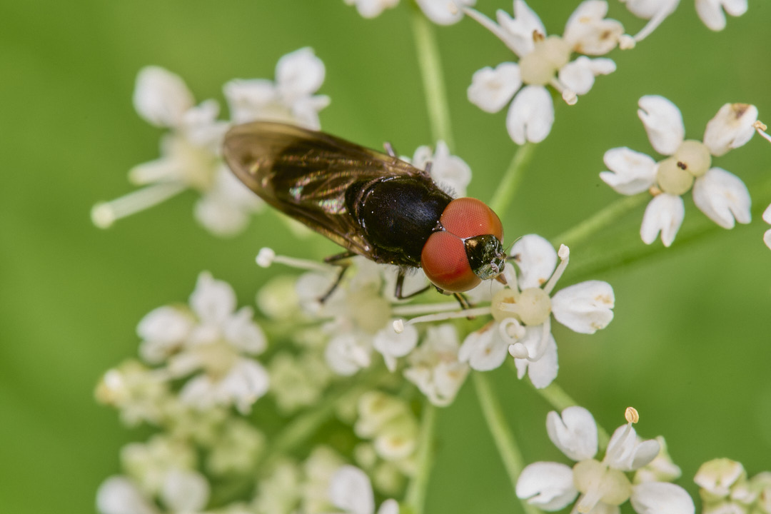 DillingtonChrysogaster020624-3