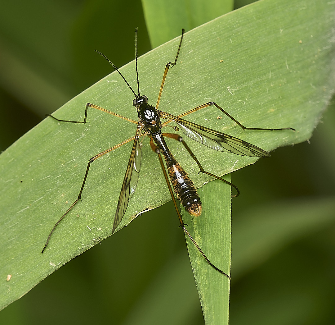 DillingtonCraneFly020624-1