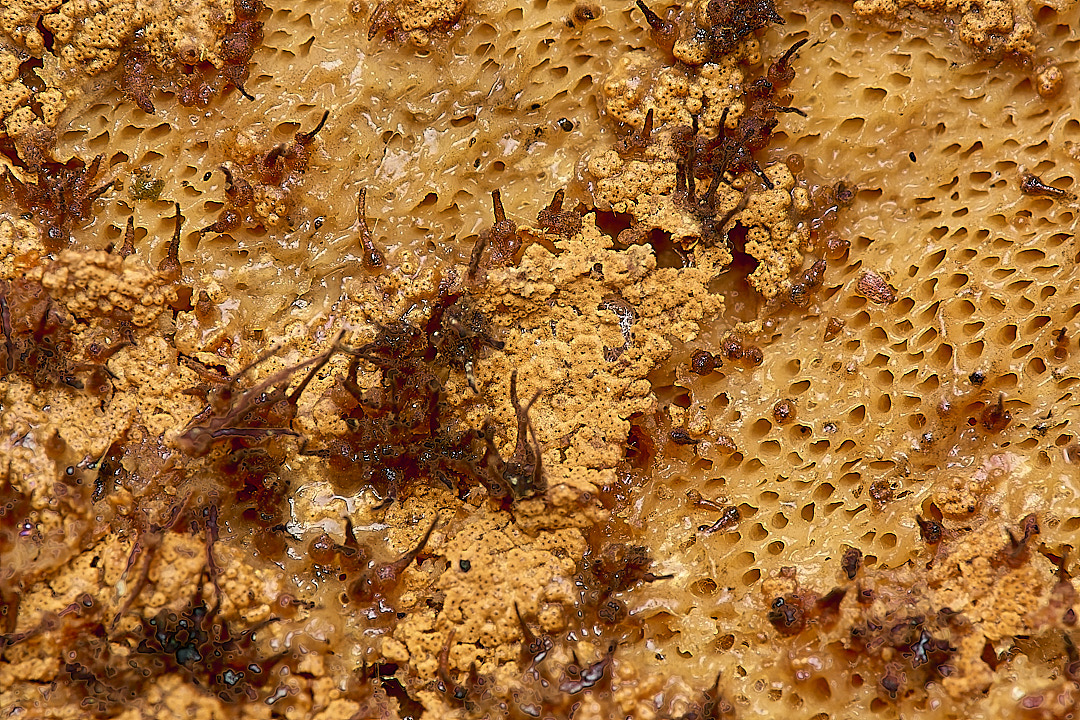 DillingtonFungus020624-2