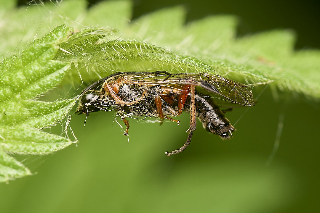 DillingtonRobberfly020624-3