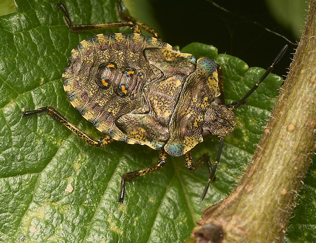 DillingtonShieldbug020624-1