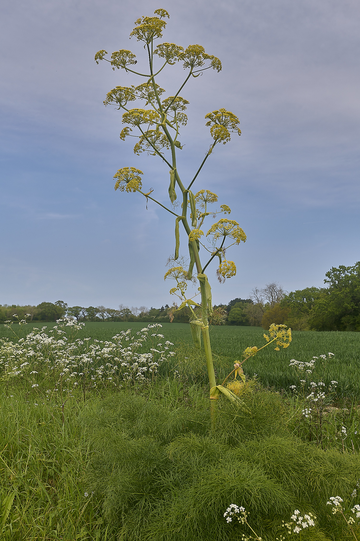 GreshamGiantFennel090524-1-NEF-