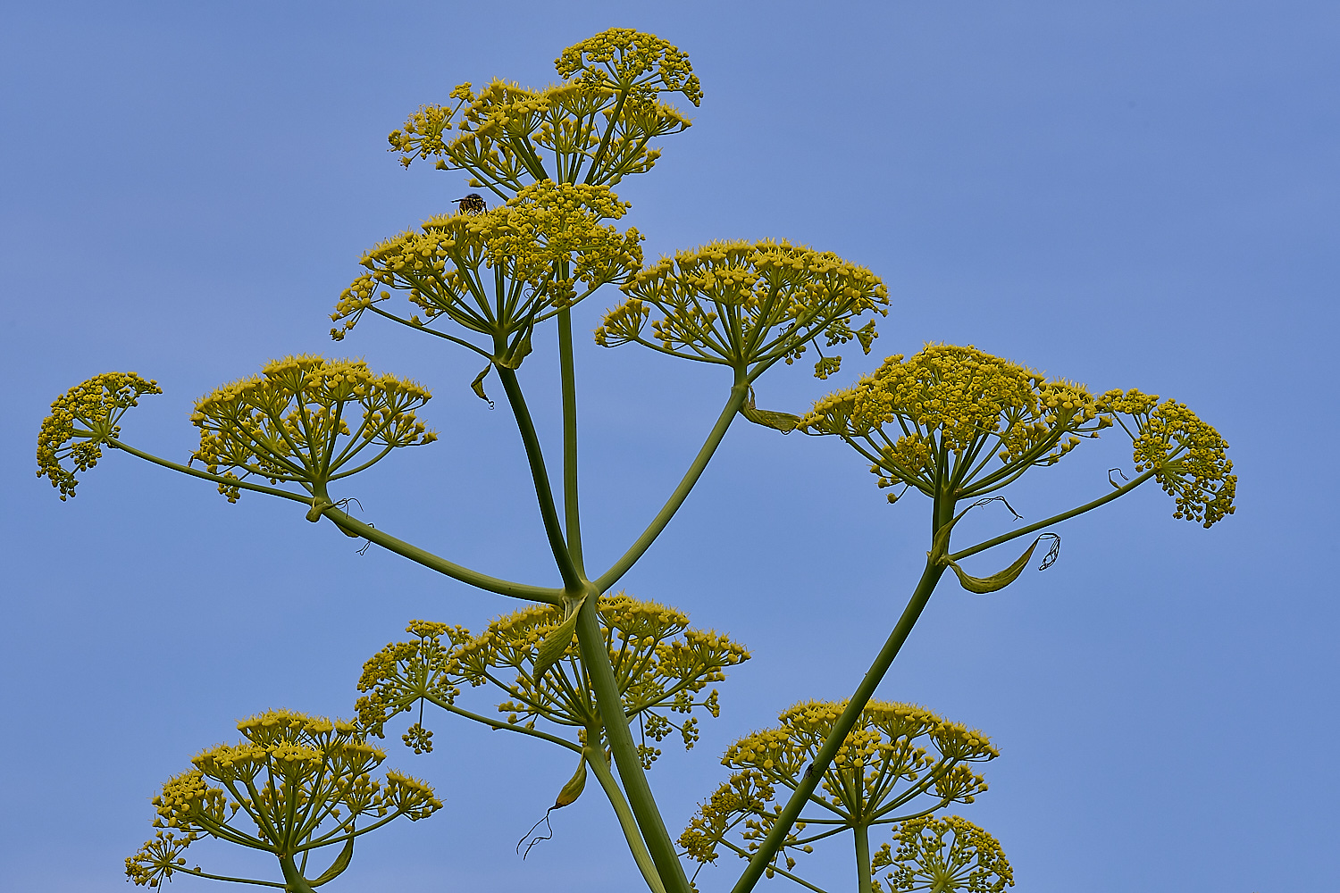 GreshamGiantFennel090524-6-NEF-