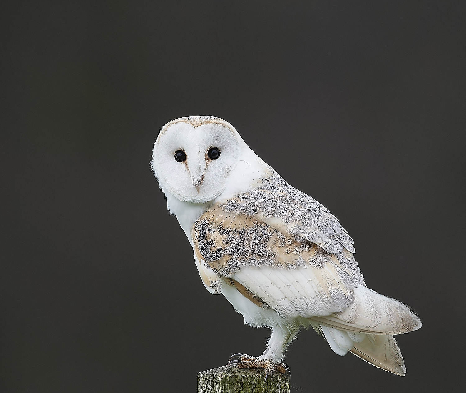 HanworthBarnOwl120124-1-NEF_DxO_DeepPRIMEXD