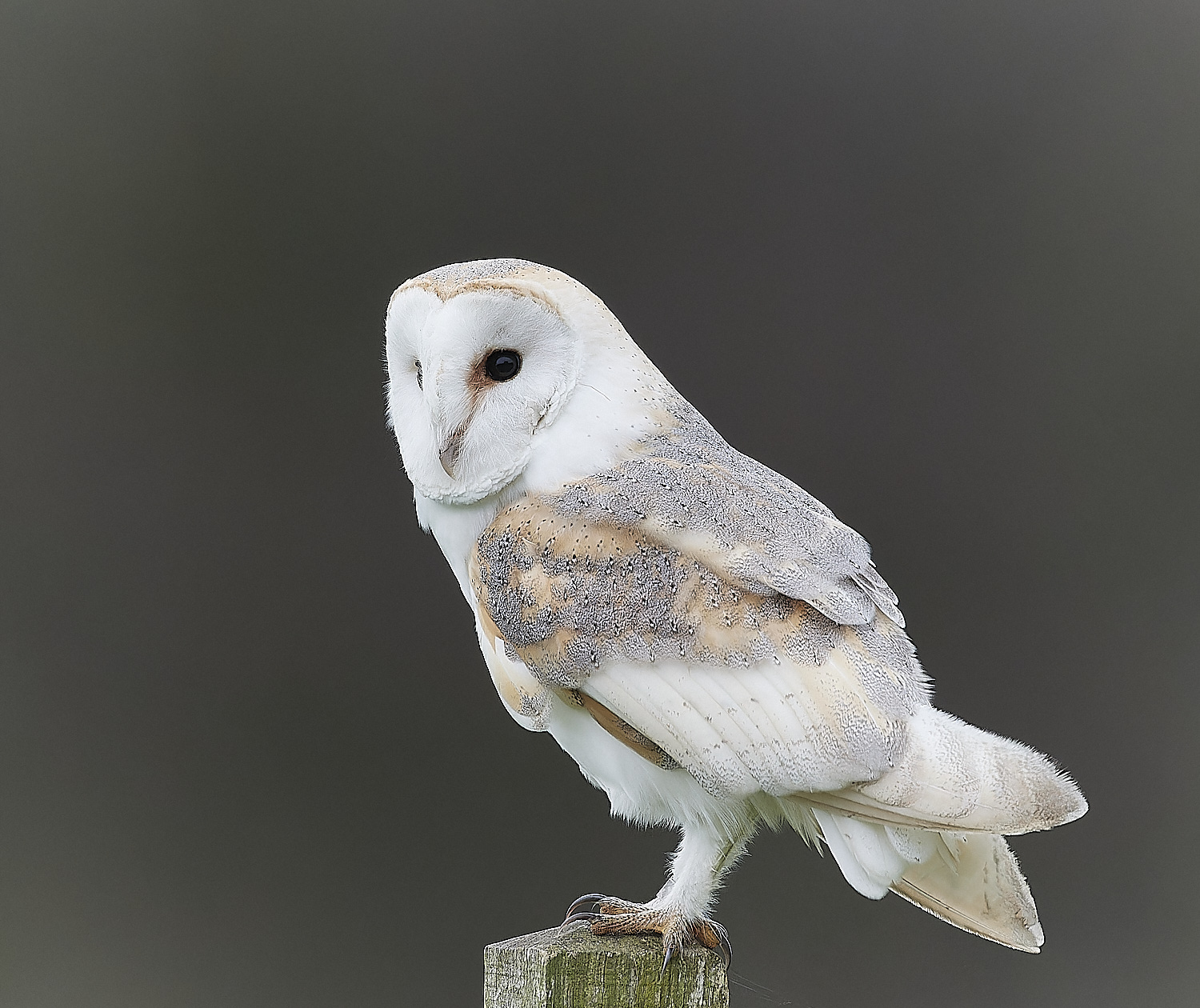 HanworthBarnOwl120124-2-NEF_DxO_DeepPRIMEXD 1