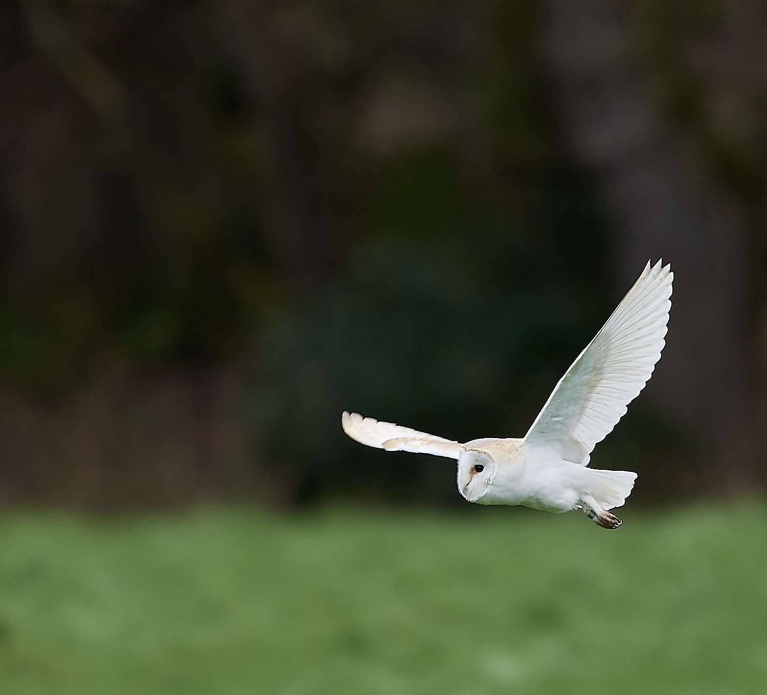 HanworthBarnOwl120124-3-NEF_DxO_DeepPRIMEXD