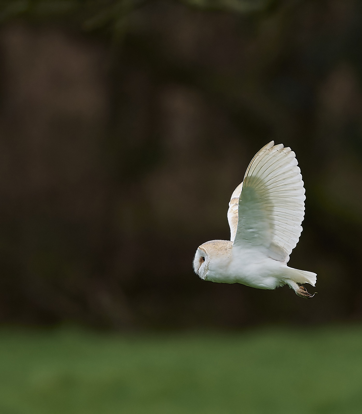 HanworthBarnOwl120124-4-NEF_DxO_DeepPRIMEXD 1