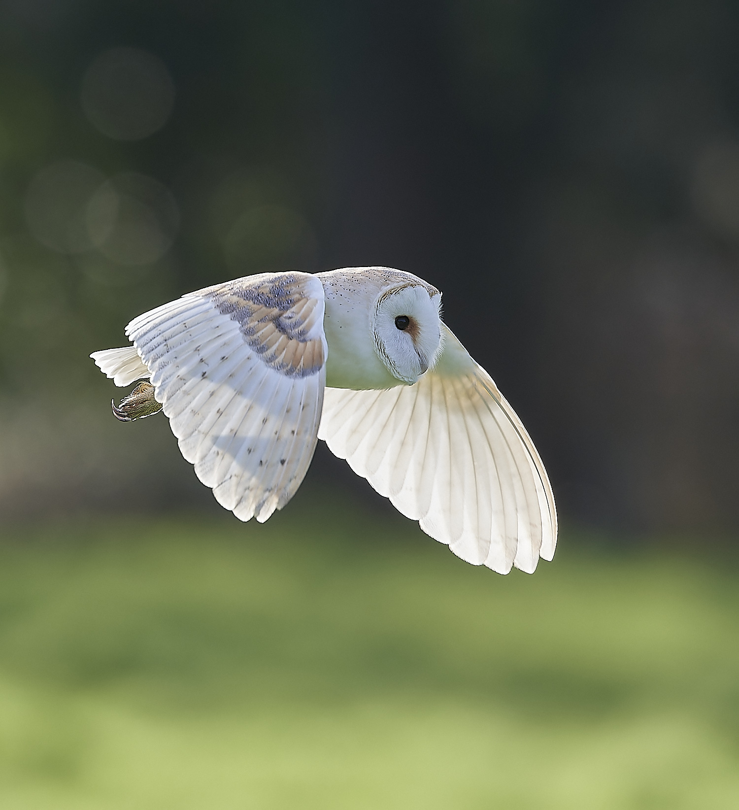 HanworthBarnOwl160224-1-NEF_DxO_DeepPRIMEXD