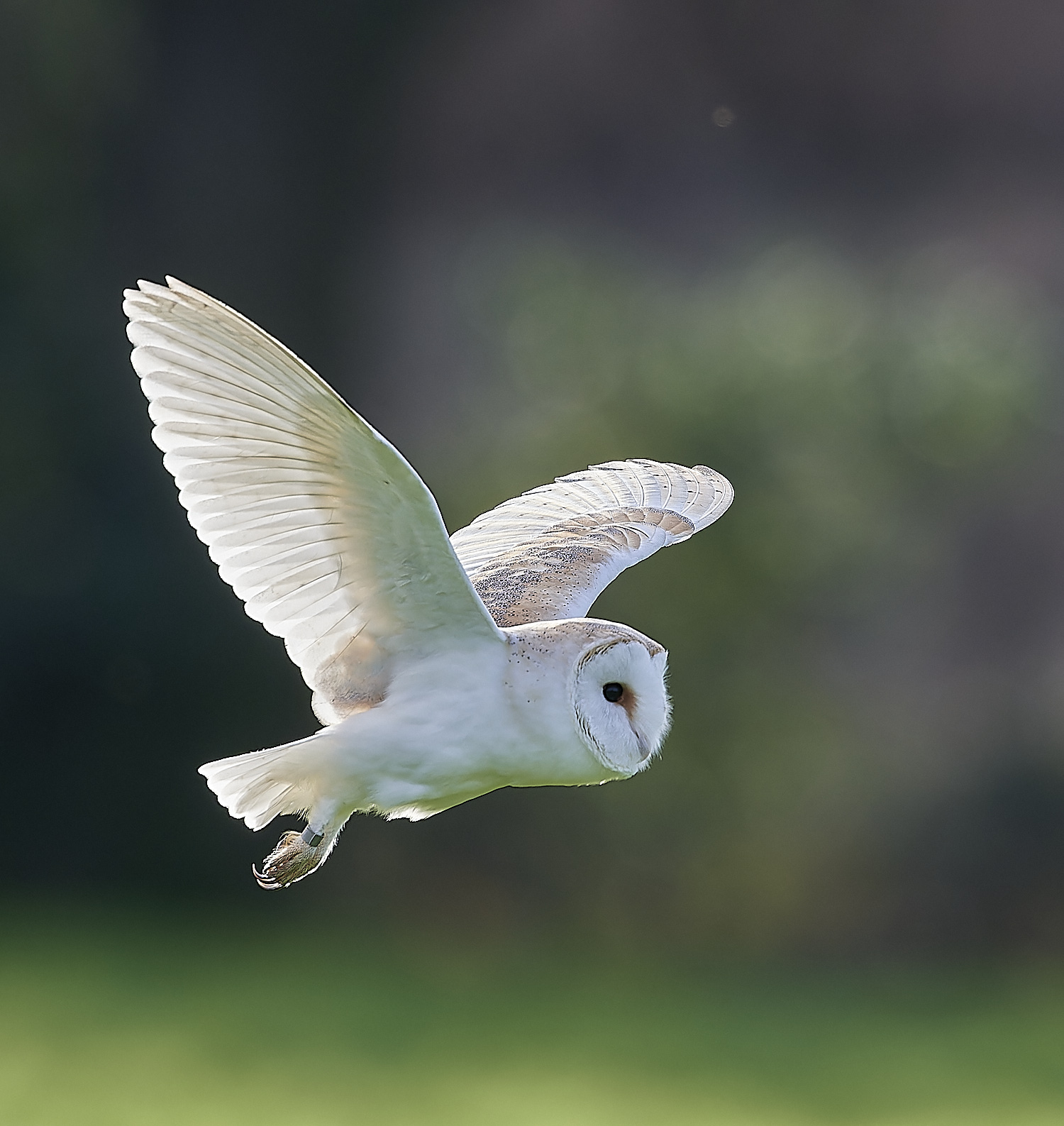 HanworthBarnOwl160224-2-NEF_DxO_DeepPRIMEXD