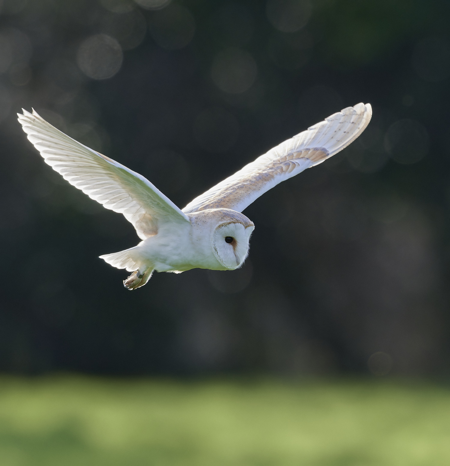 HanworthBarnOwl160224-3-NEF_DxO_DeepPRIMEXD