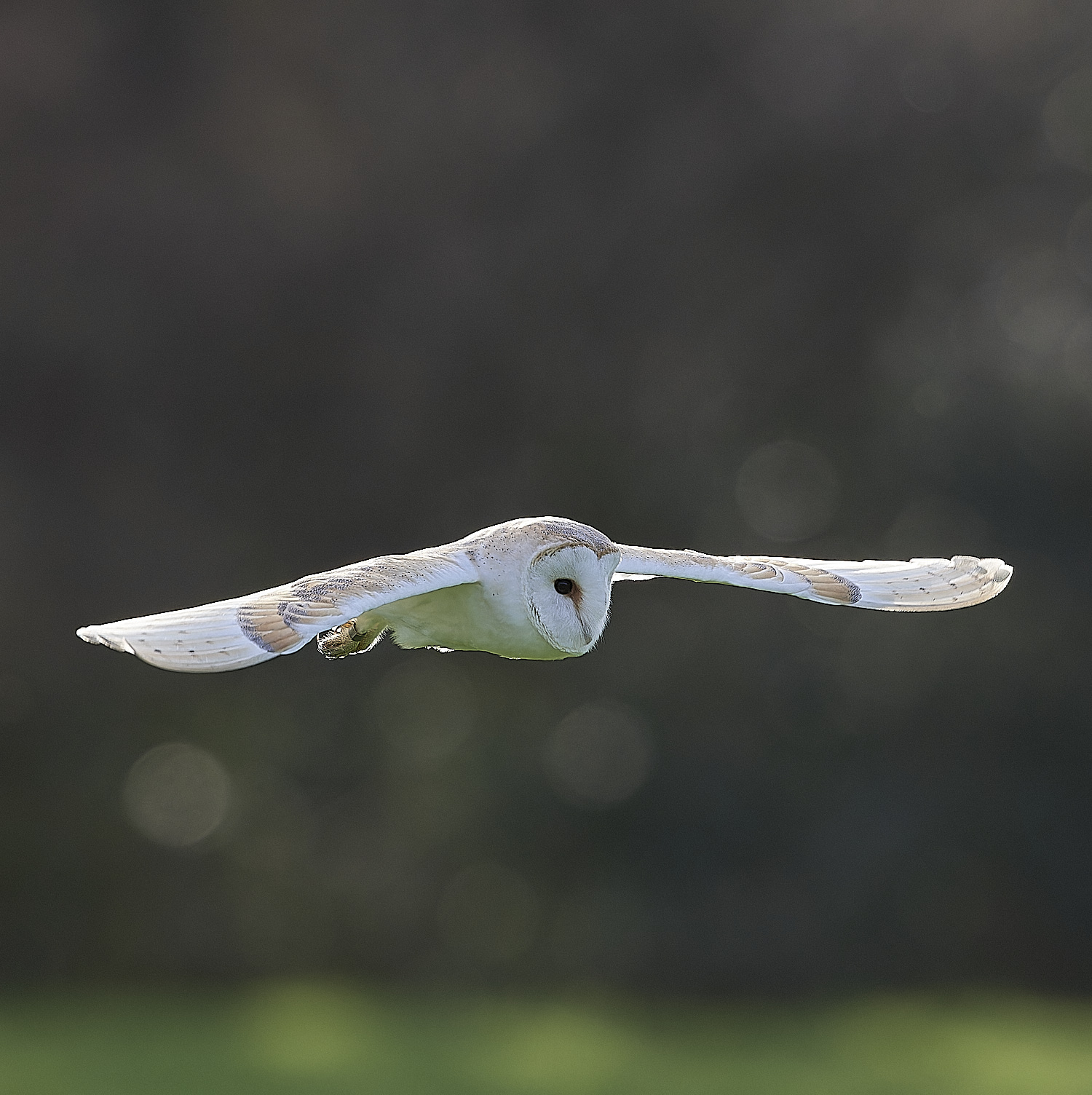 HanworthBarnOwl160224-4-NEF_DxO_DeepPRIMEXD