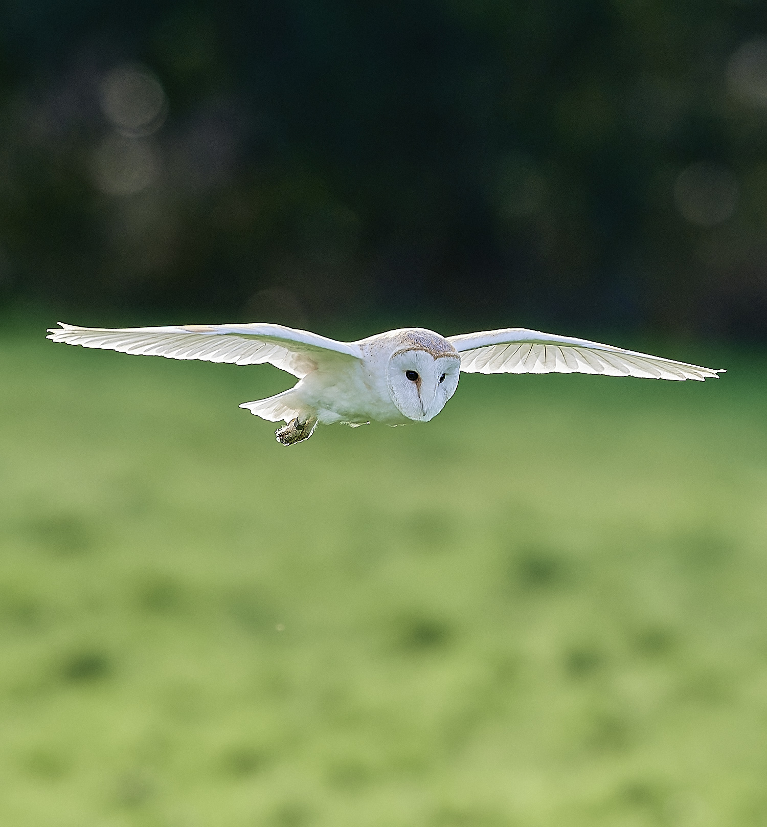 HanworthBarnOwl160224-5-NEF_DxO_DeepPRIMEXD 1