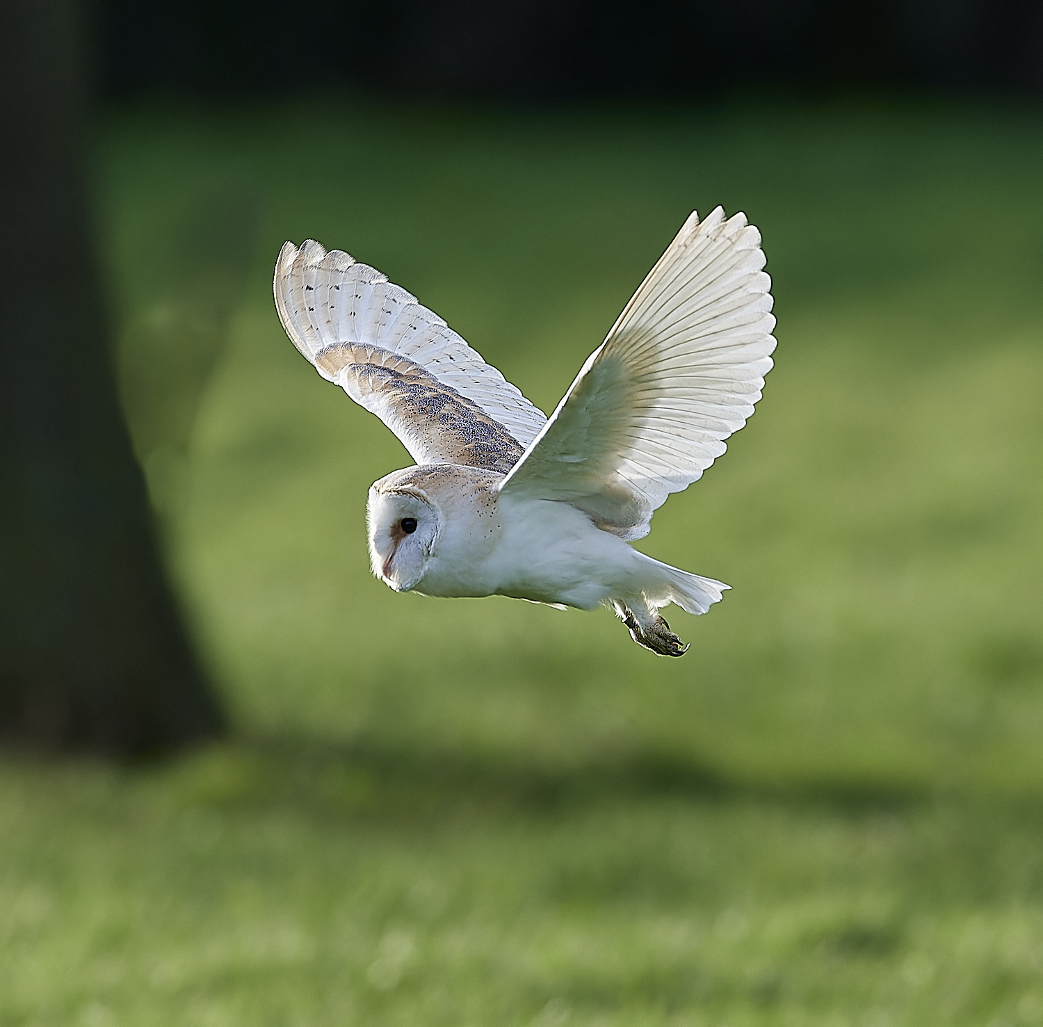 HanworthBarnOwl160224-6