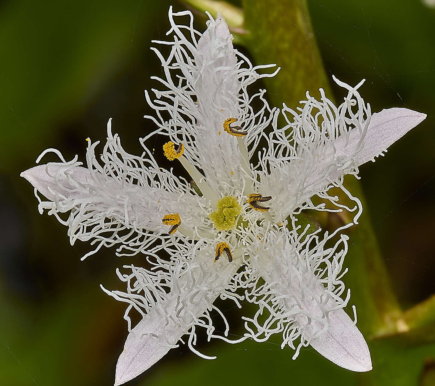 HanworthBogBean220424-1