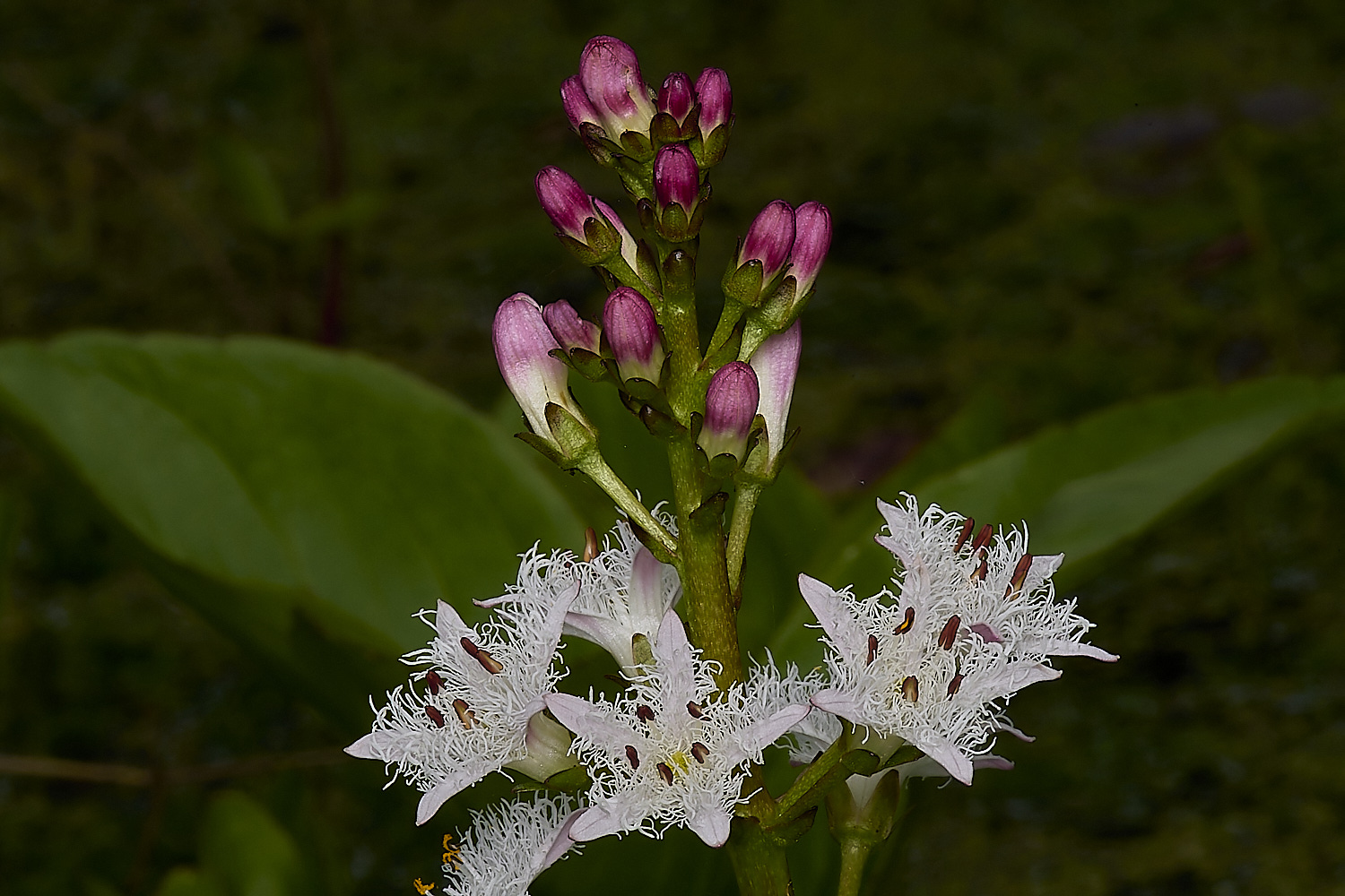 HanworthBogBean220424-2