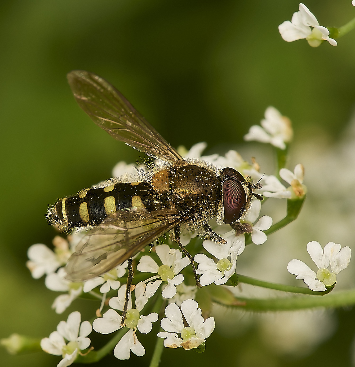 HanworthMlabiatarum170624-3