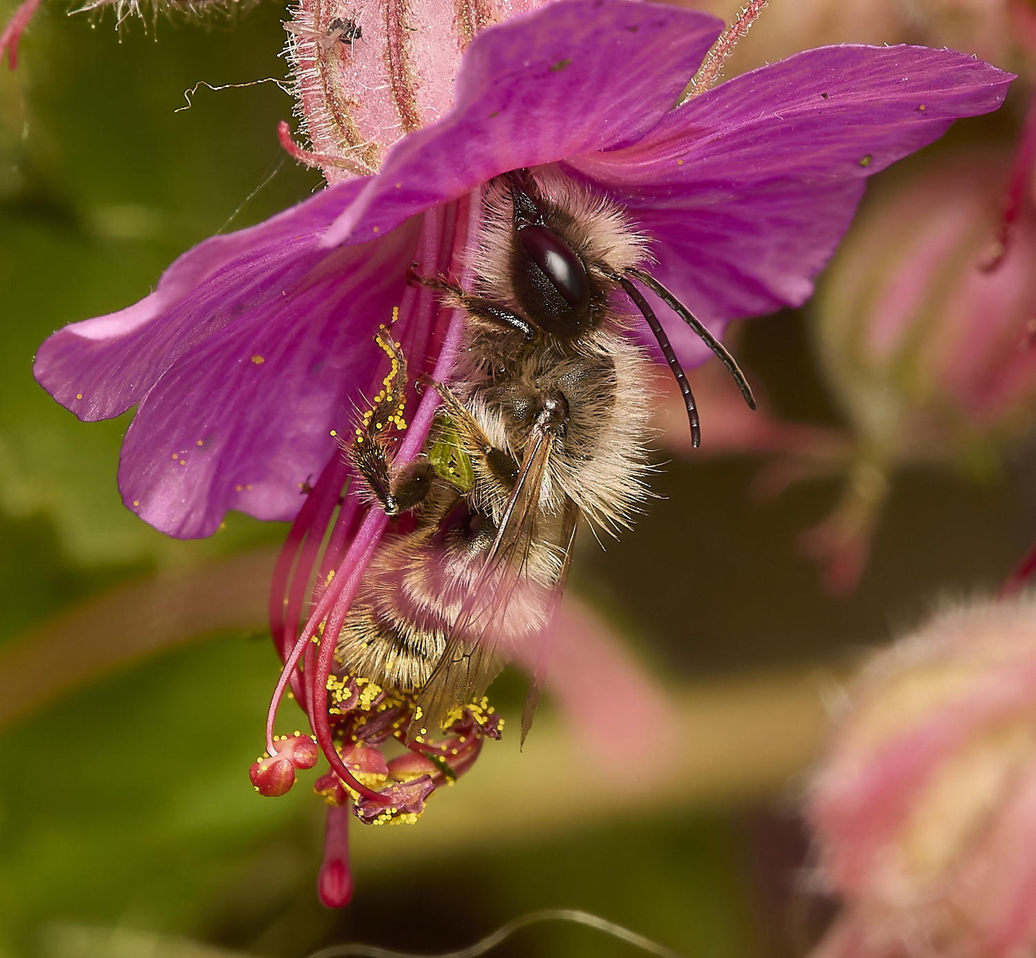 HanworthRedMasonBee120524-1