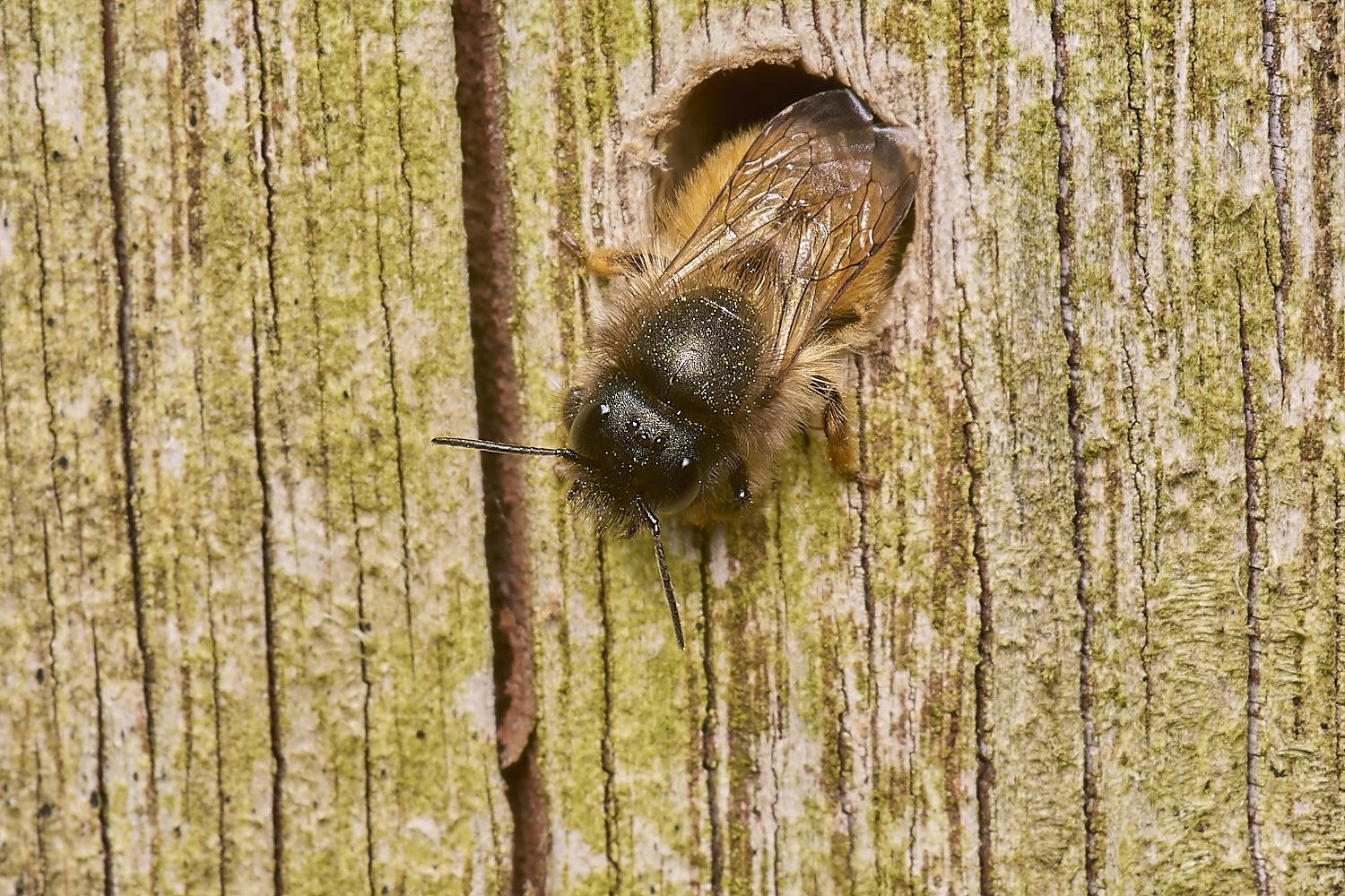 HanworthRedMasonBee120524-2