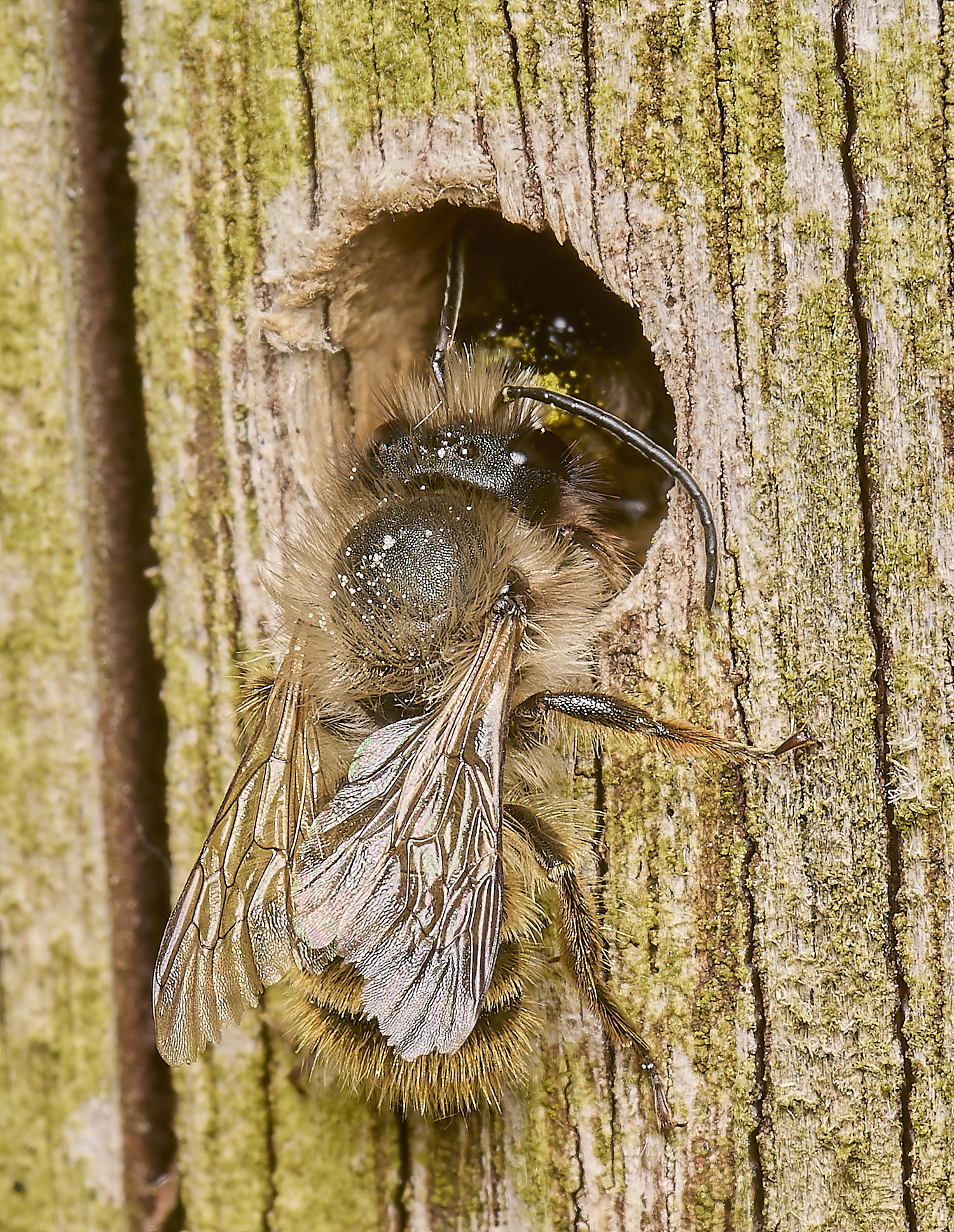 HanworthRedMasonBee120524-3