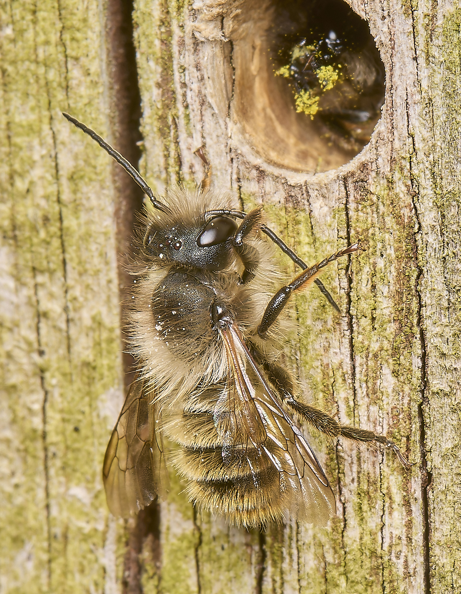 HanworthRedMasonBee120524-4