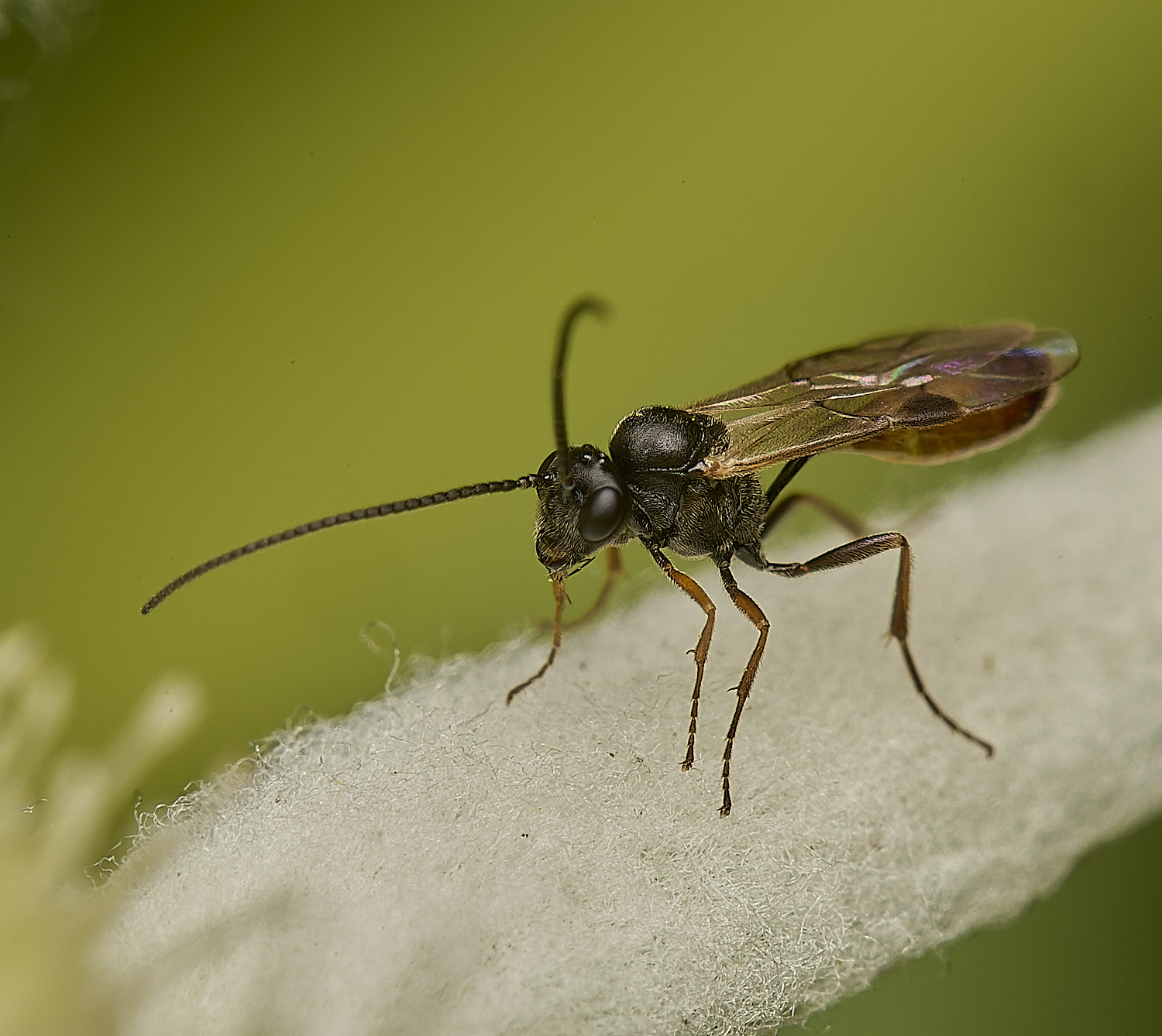 HanworthWasp060624-1