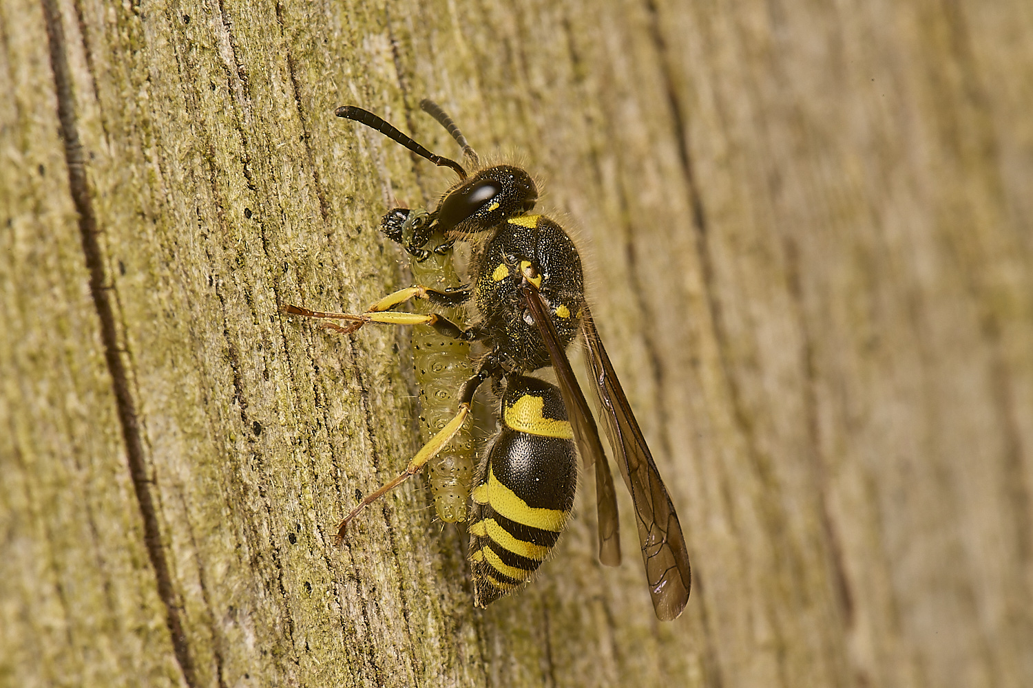 HanworthWasp120524-2