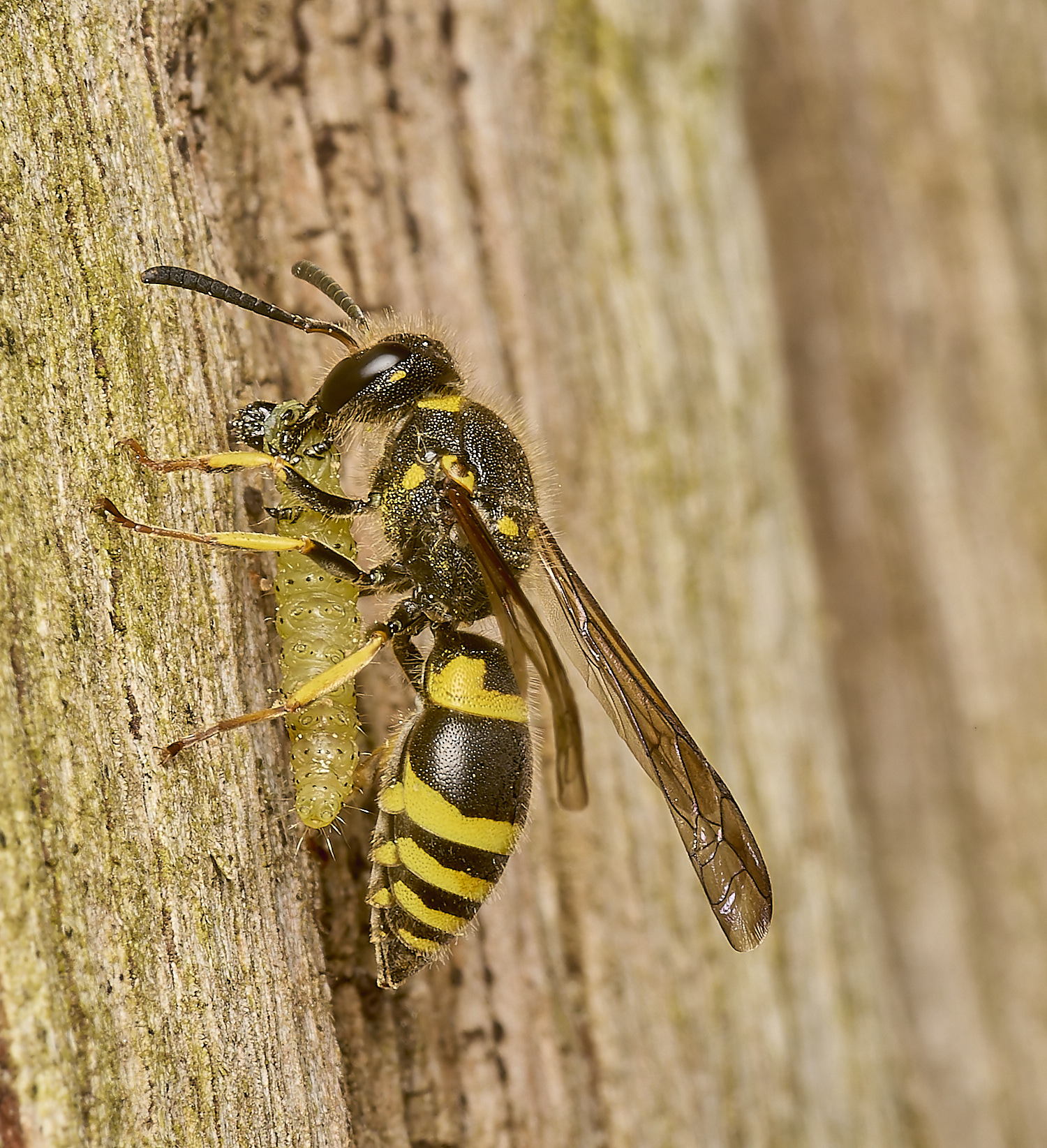 HanworthWasp120524-3