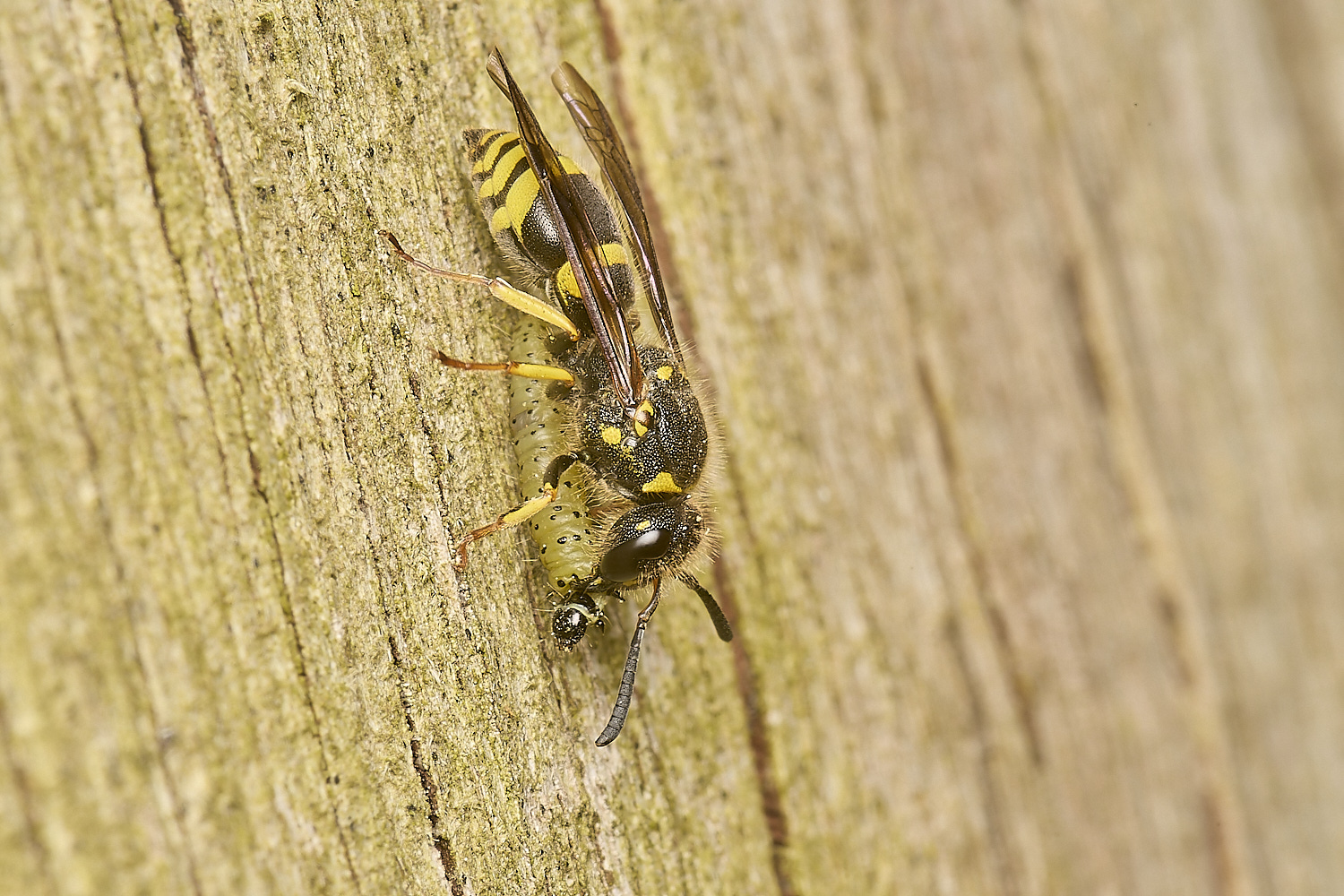 HanworthWasp120524-5