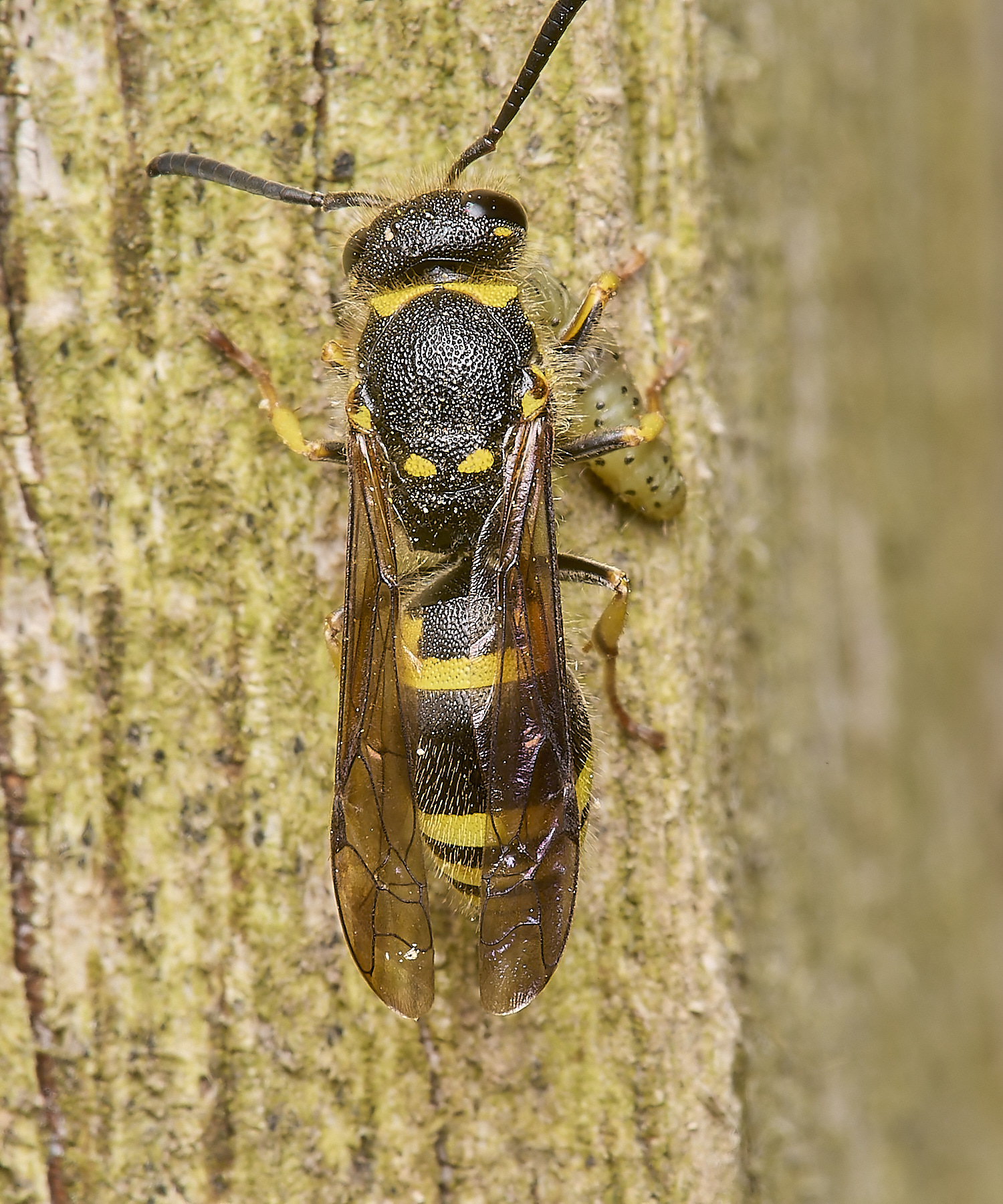 HanworthWasp120524-7