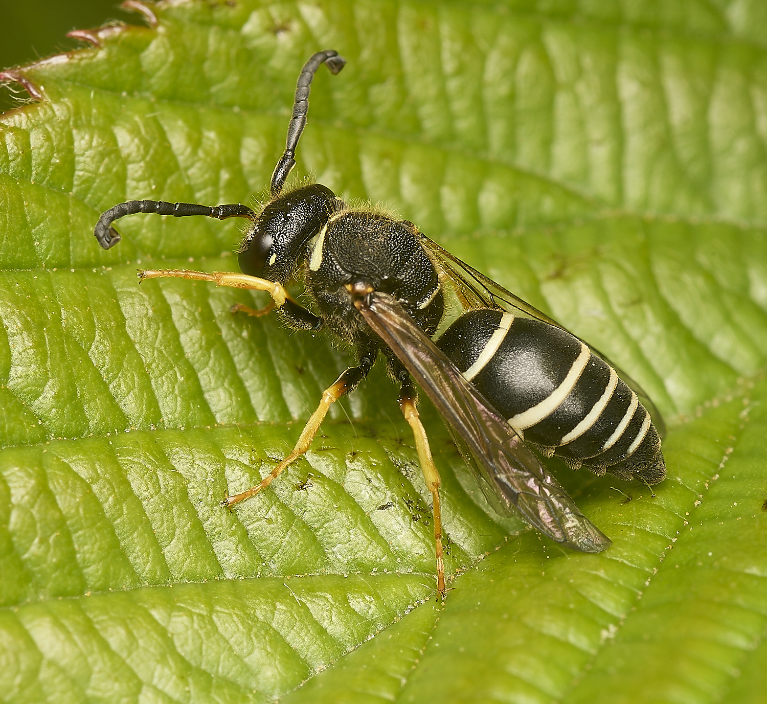 HicklimgFenMasonWasp200624-1-NEF-