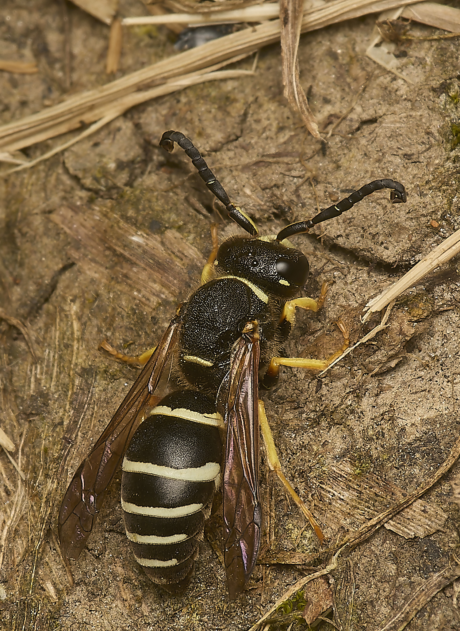 HicklimgFenMasonWasp200624-10-NEF-