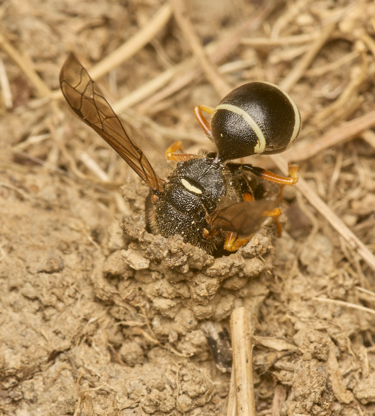 HicklimgFenMasonWasp200624-2-NEF- 2