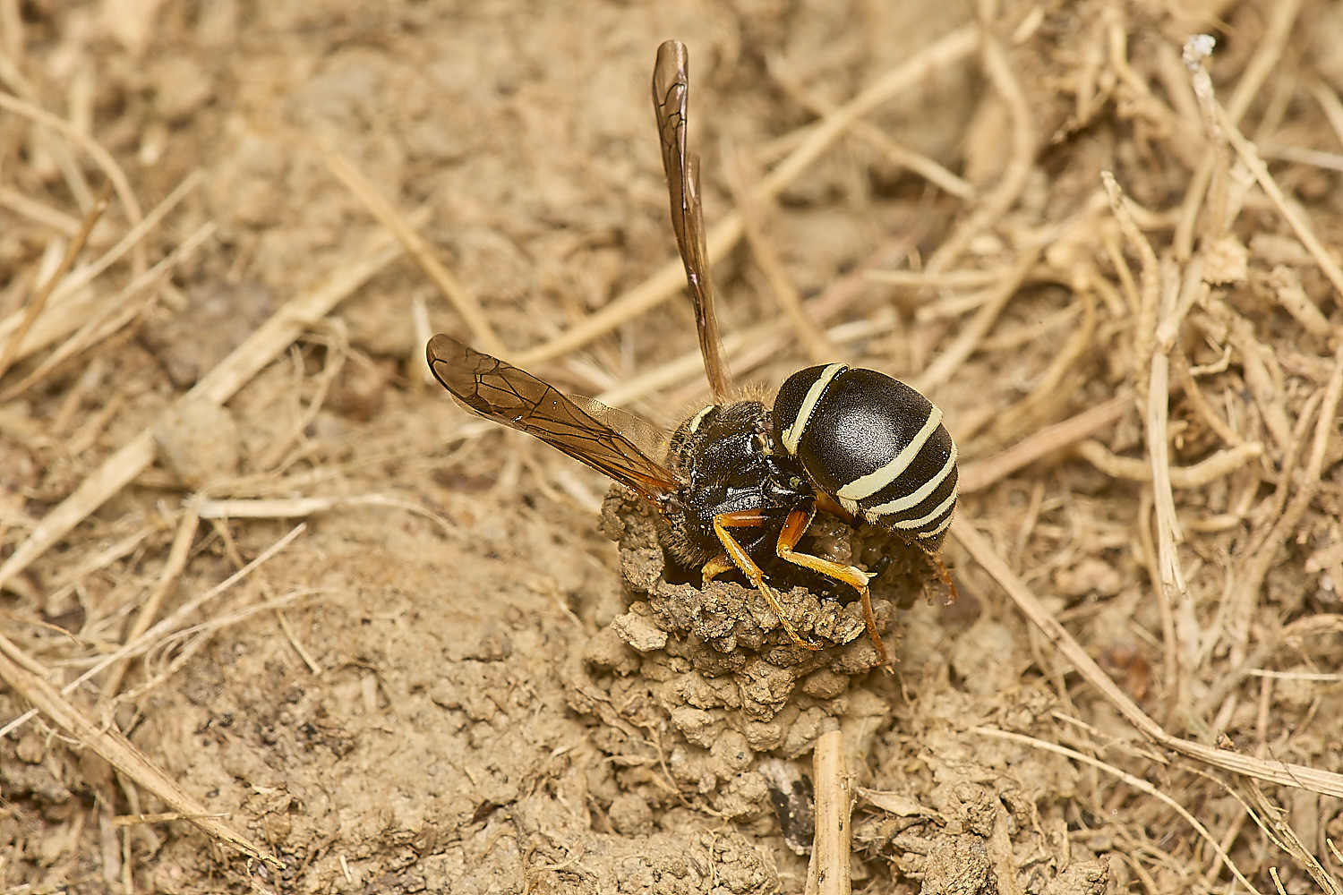 HicklimgFenMasonWasp200624-4-NEF-