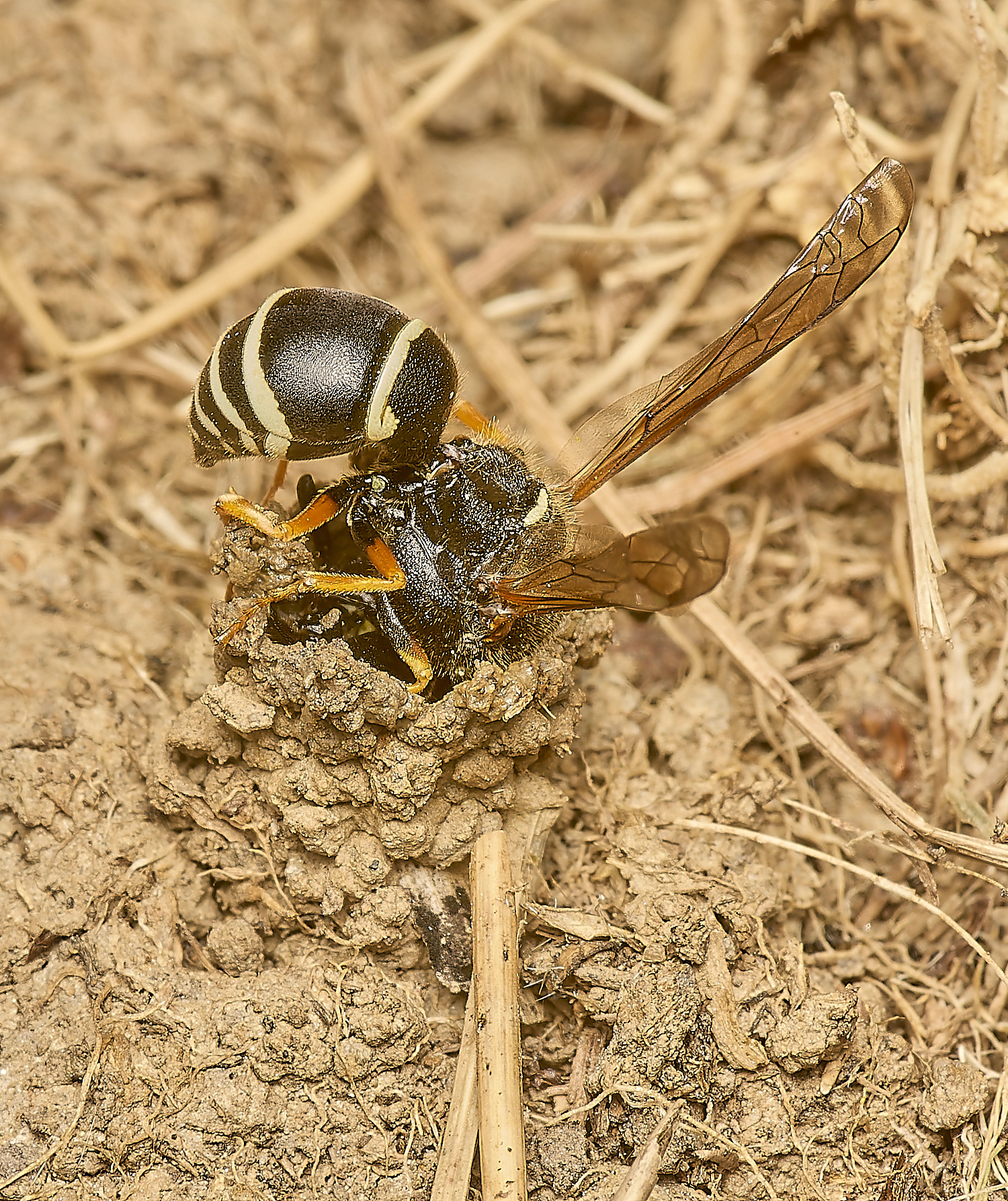 HicklimgFenMasonWasp2006243-NEF-