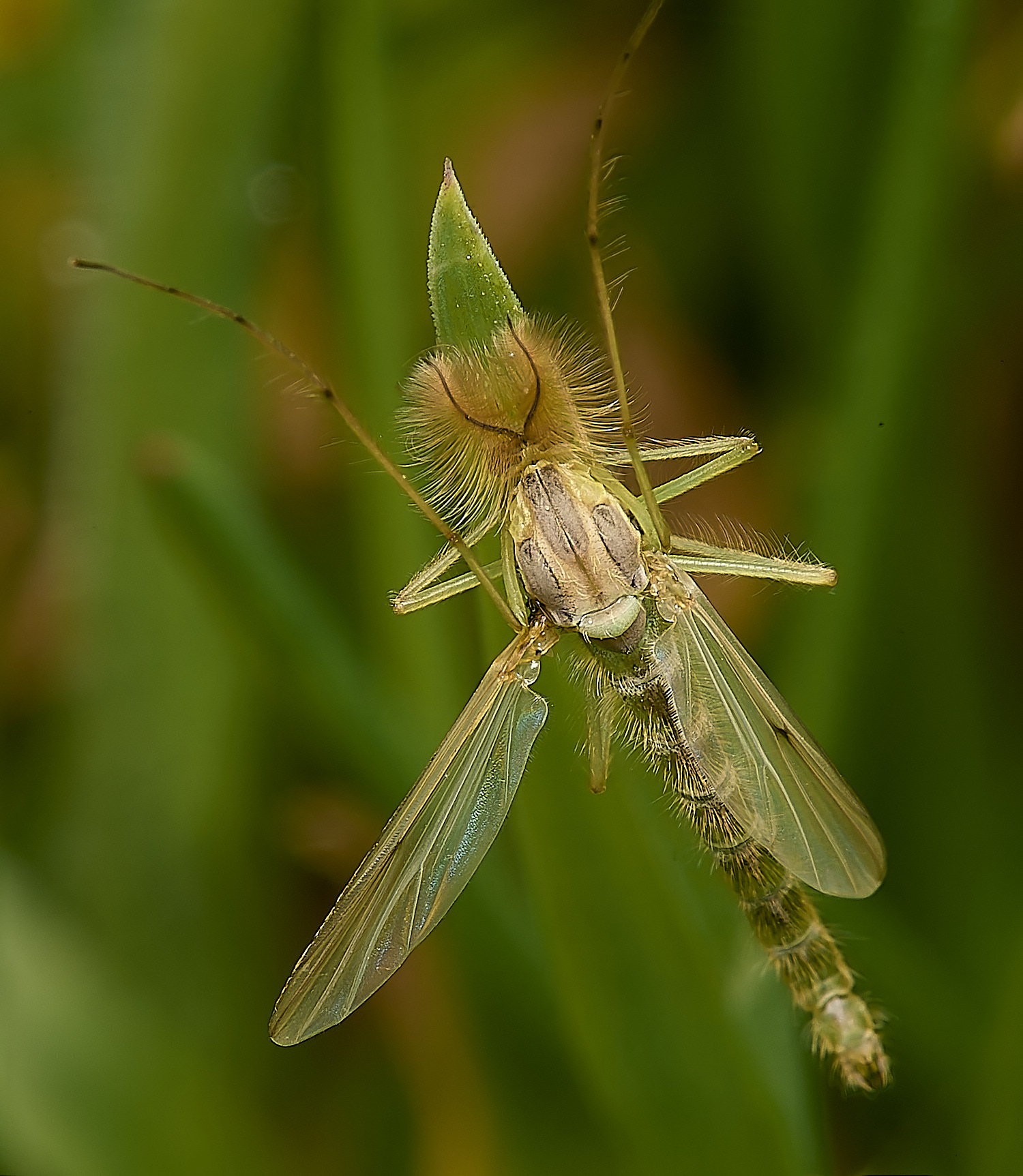 HicklimgMosquito200624-1-NEF-