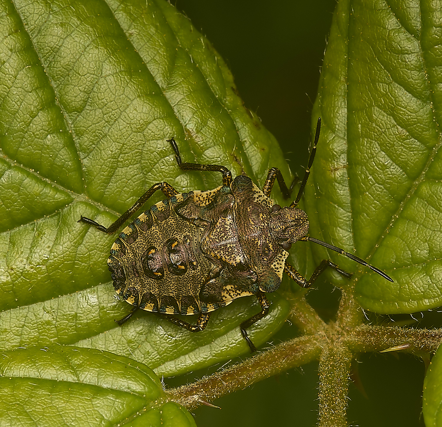 HicklimgShieldbug200624-1-NEF-