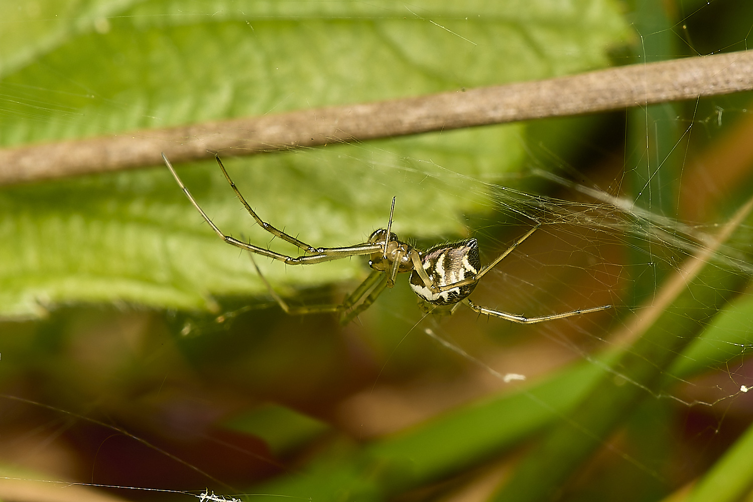 HicklimgSpiderSp200624-1-NEF-