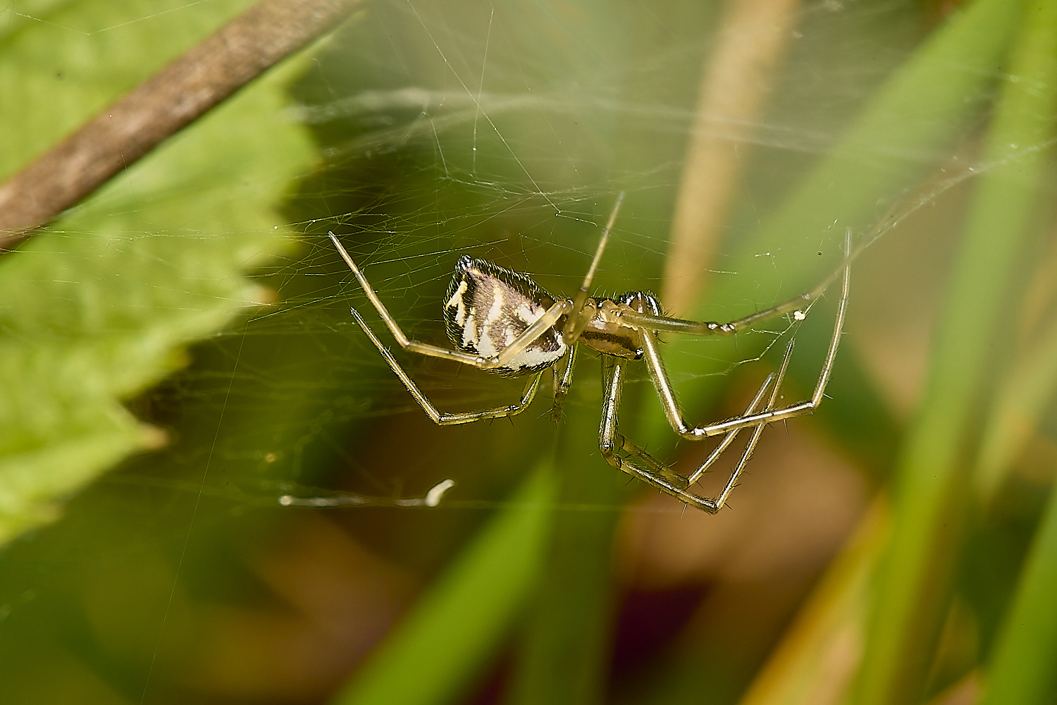 HicklimgSpiderSp200624-2-NEF-