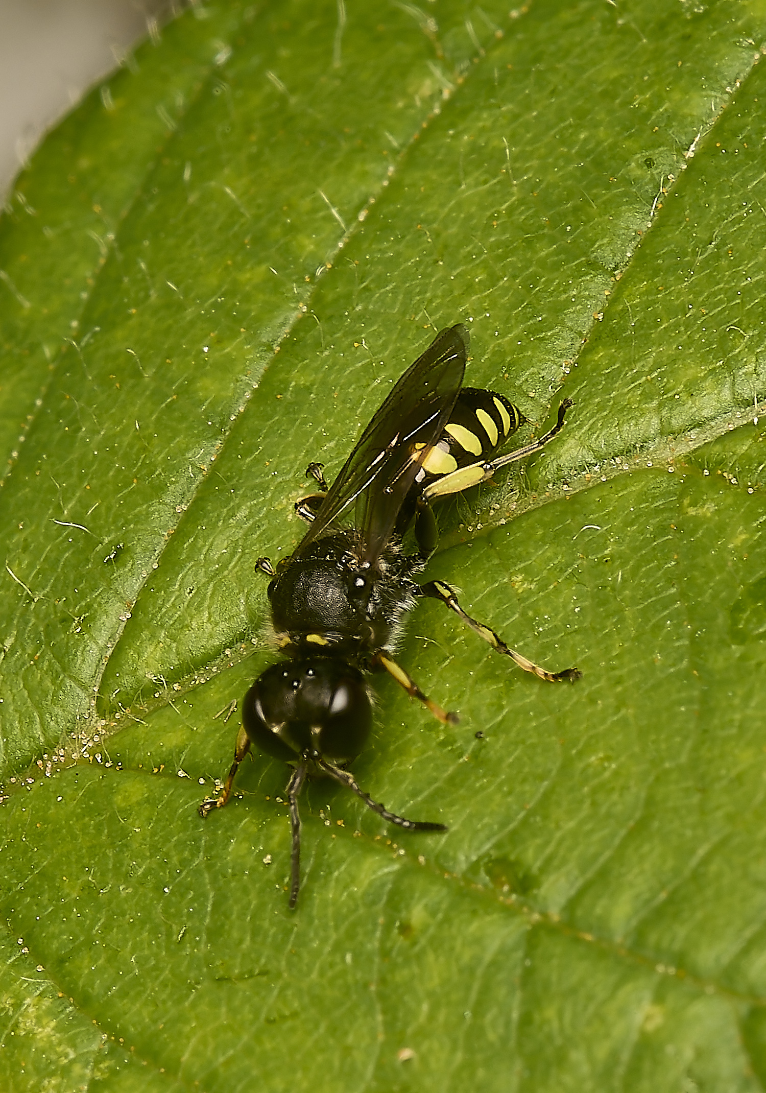 HicklimgWasp200624-1-NEF-