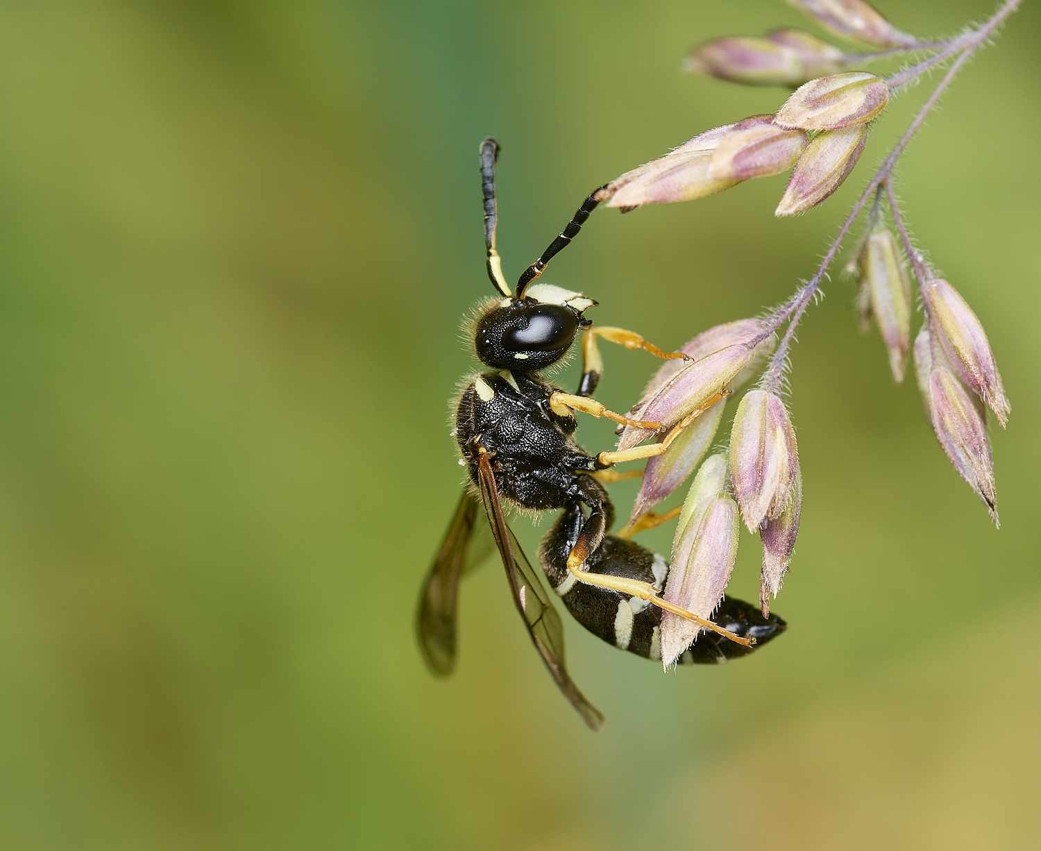 HicklingFenMasonWasp180624-1-NEF-